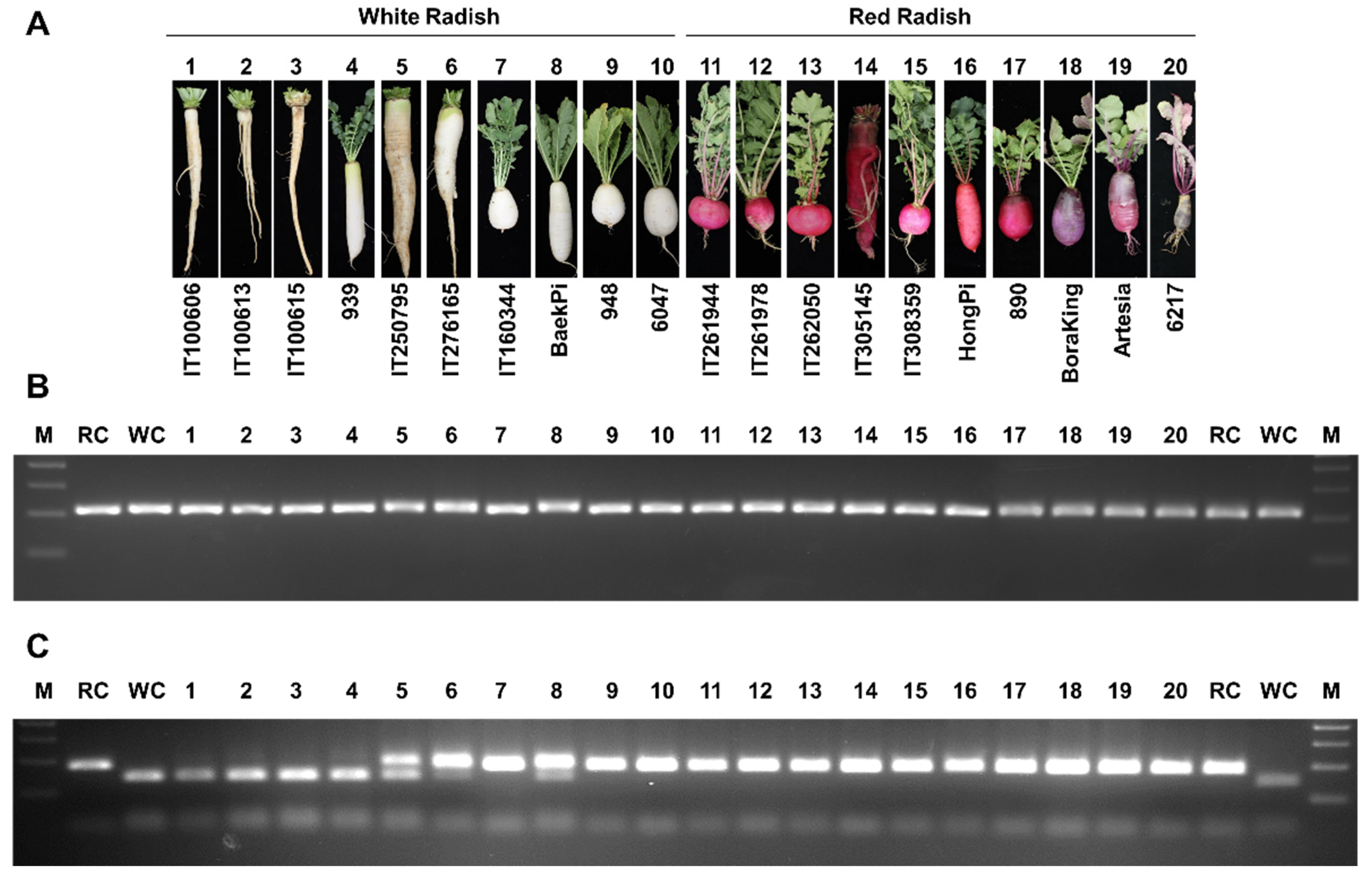 Ijms 22 10927 g010 550
