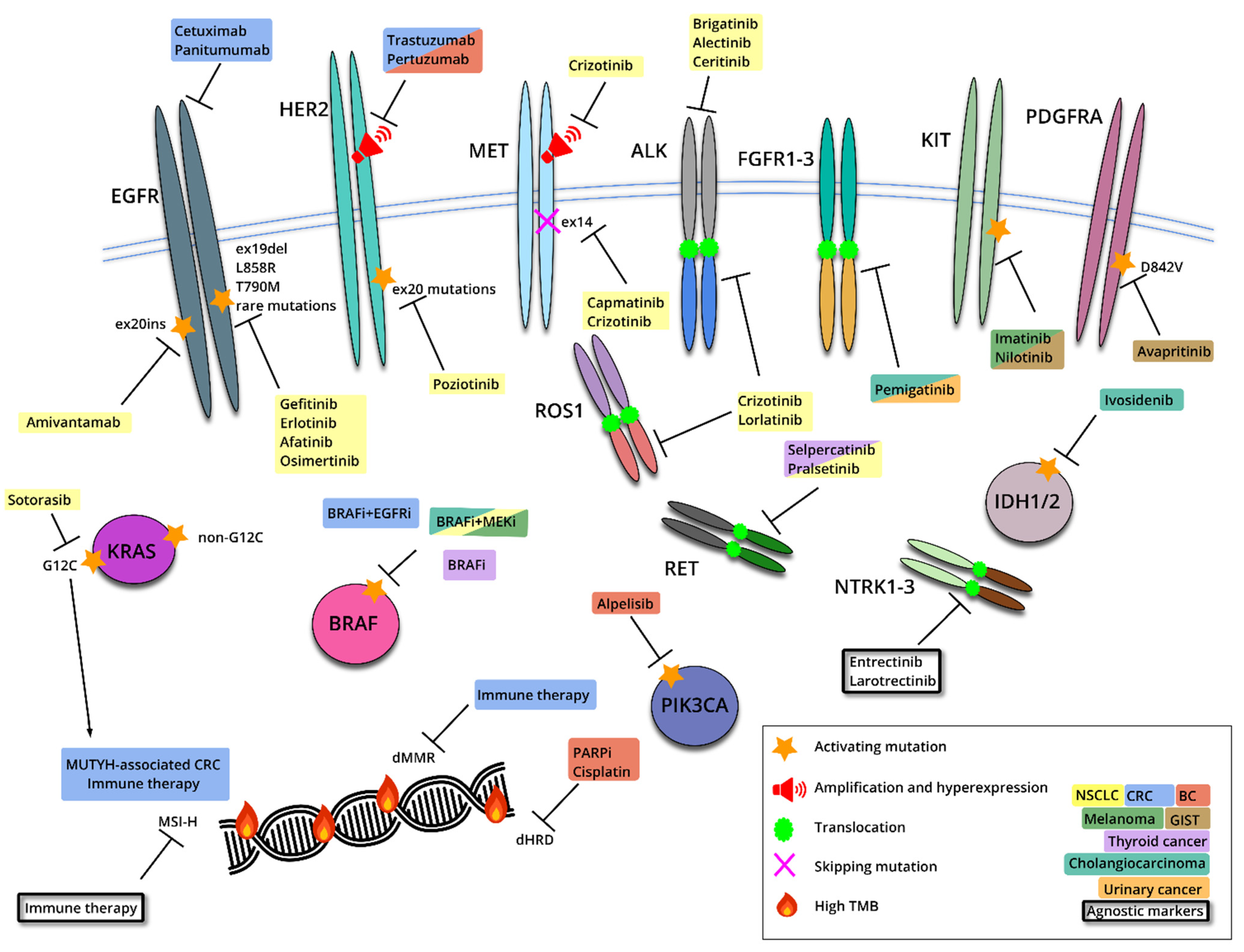 Ijms 22 10931 g003 550