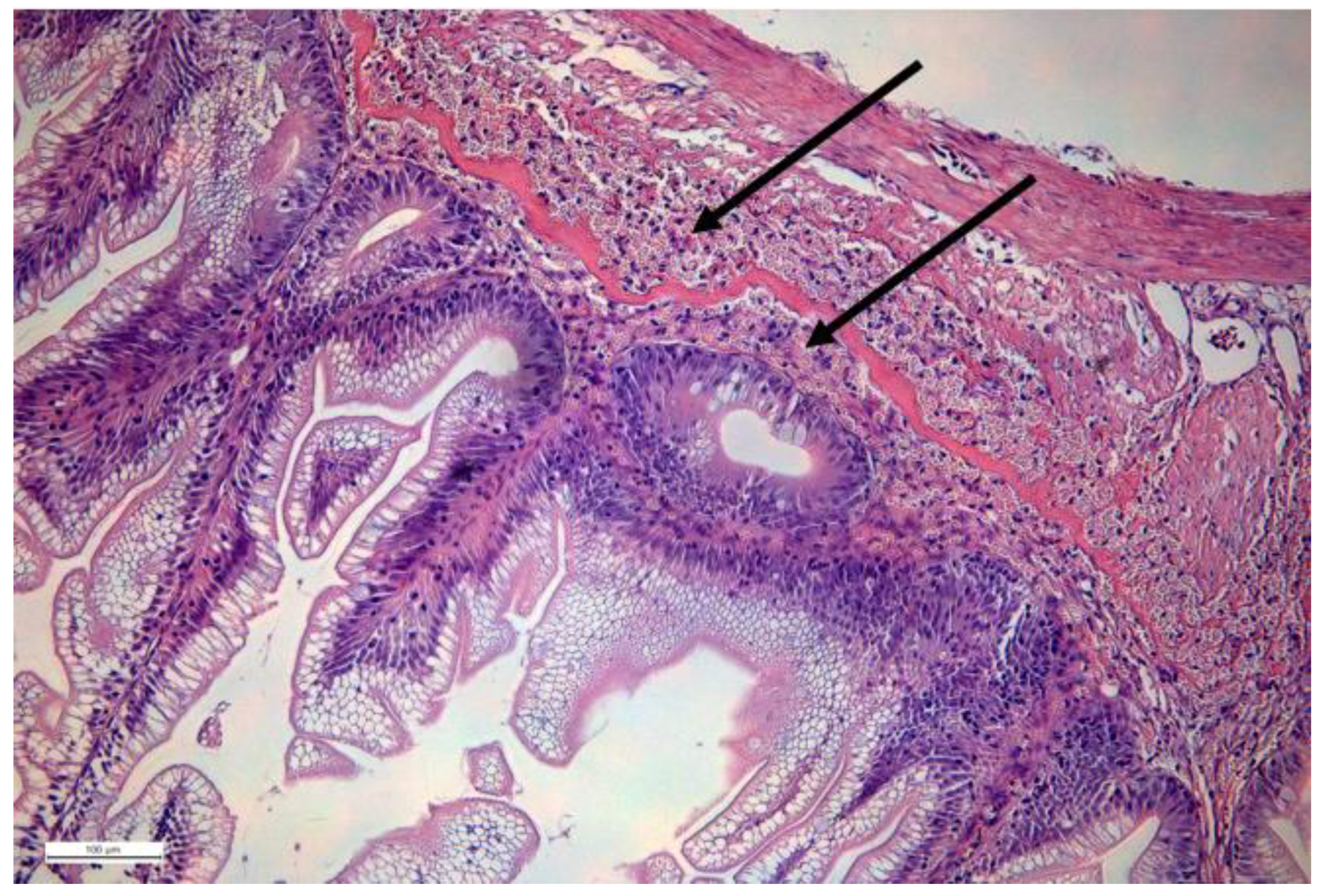 Ijms 22 10932 g001 Ijms 22 10932 g001