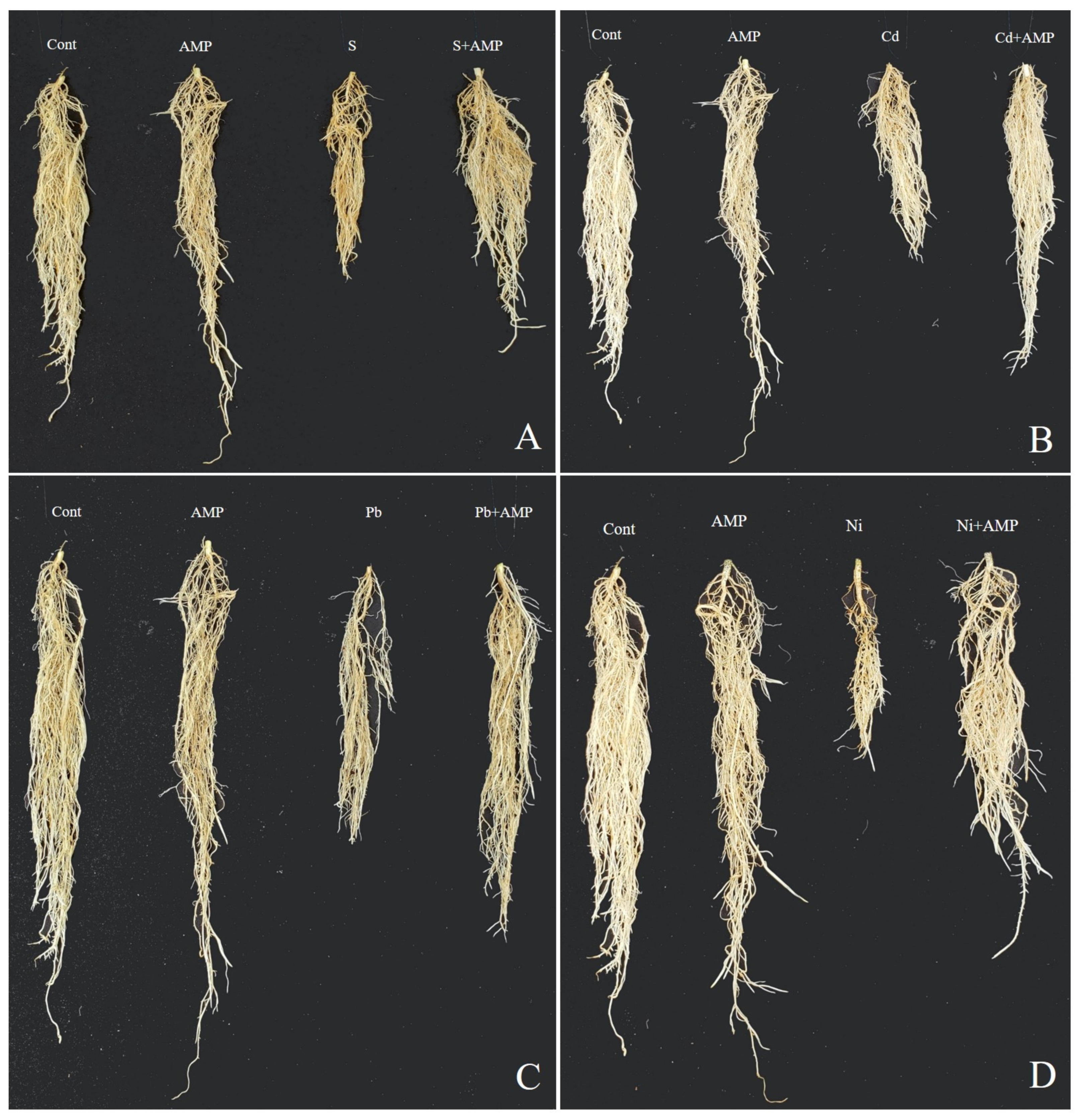 Ijms 22 10943 g002 550