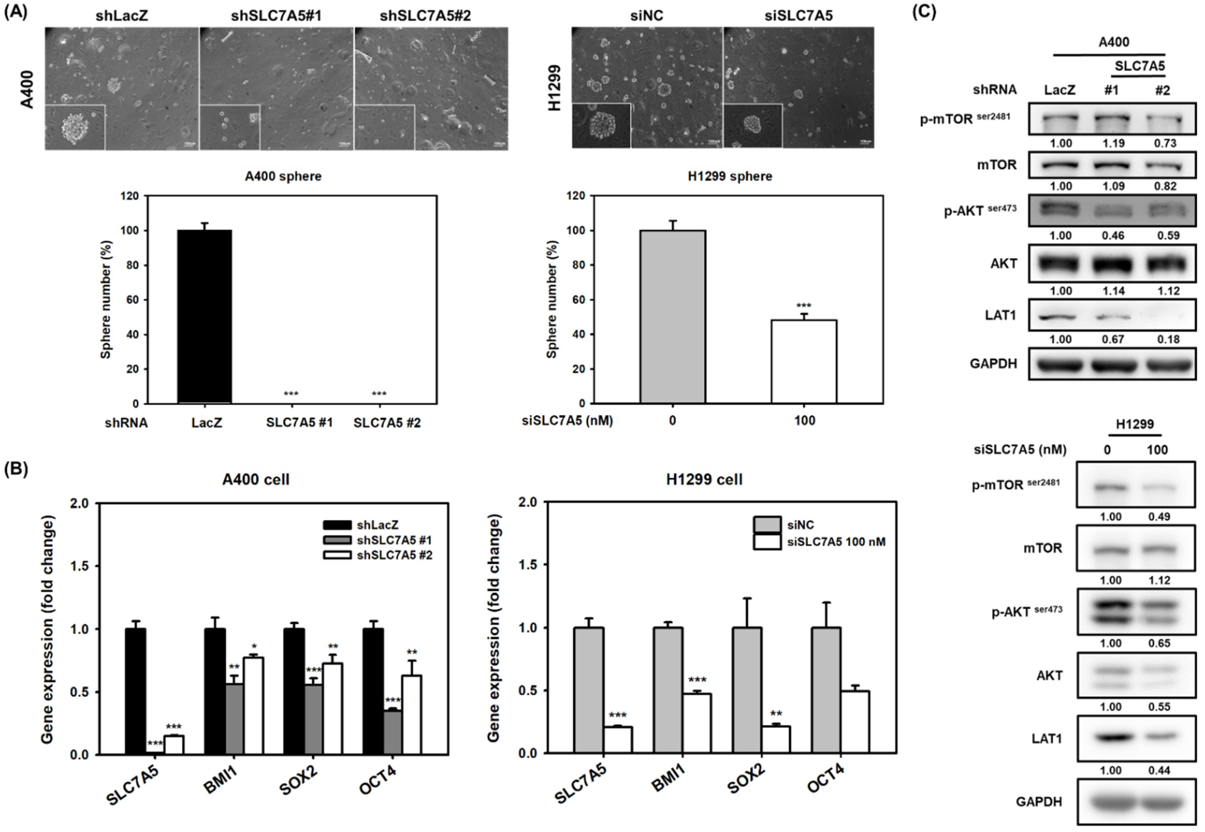 Ijms 22 10955 g002 550