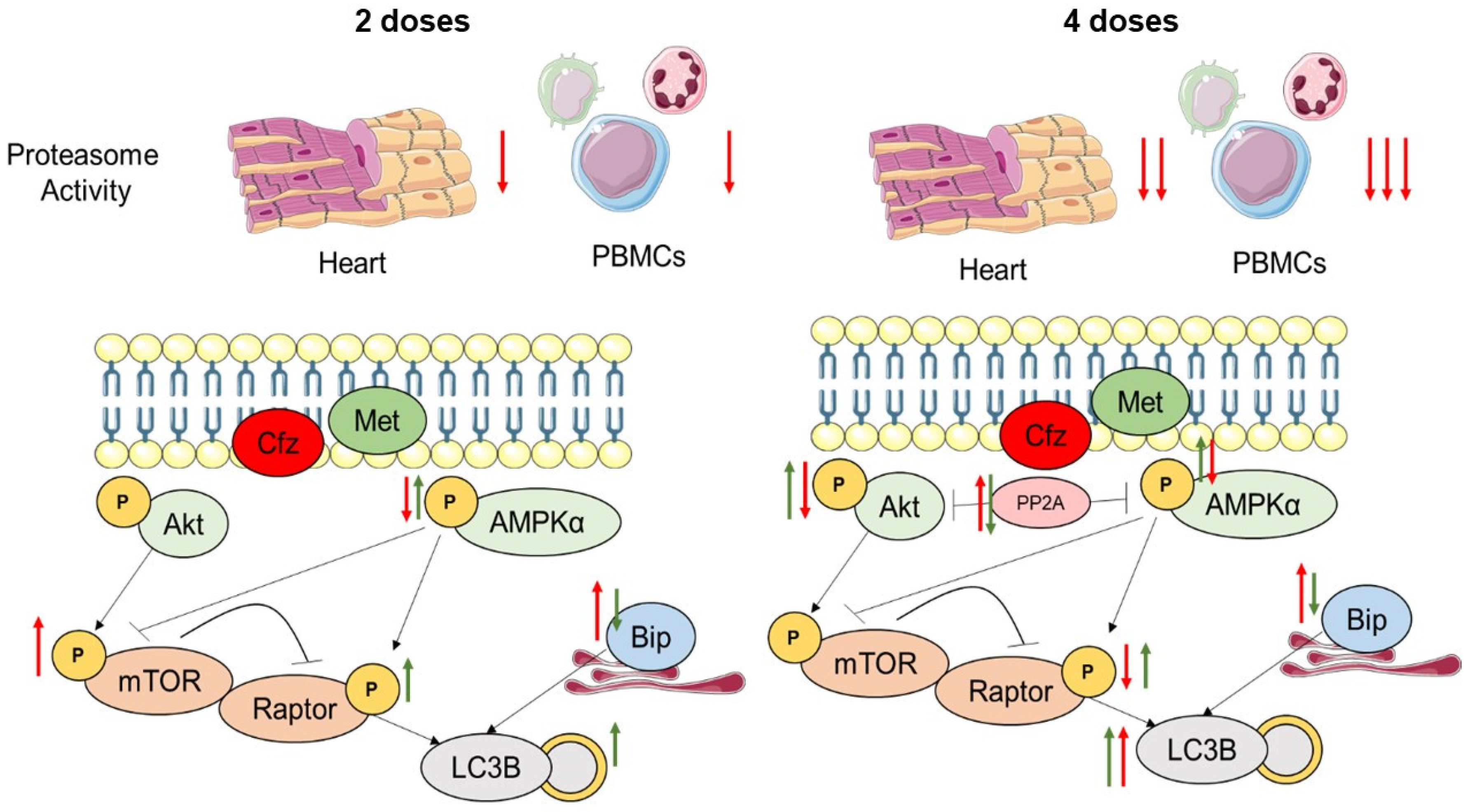 Ijms 22 10956 g006 550