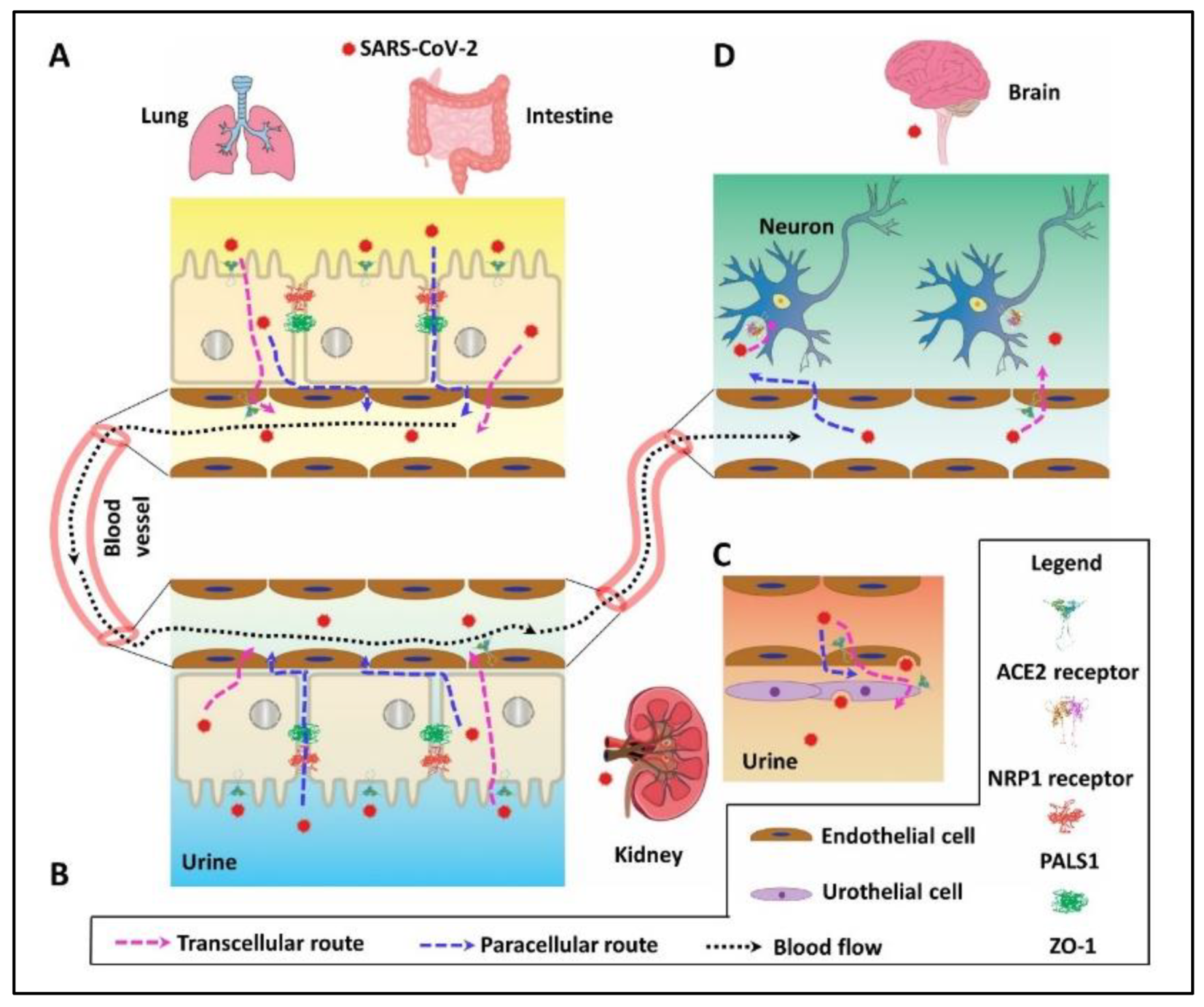 Ijms 22 10963 g001 550