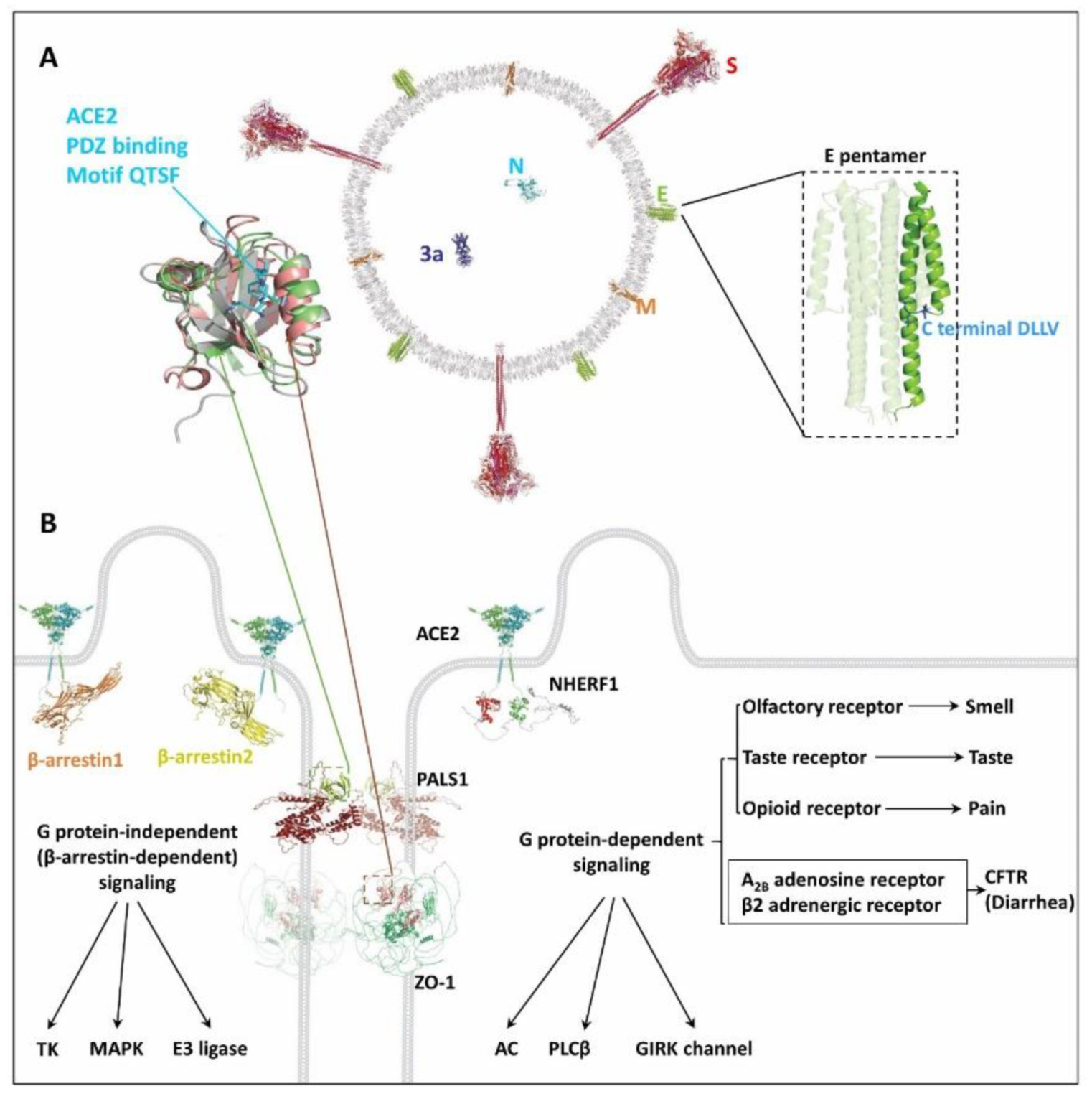 Ijms 22 10963 g002 550