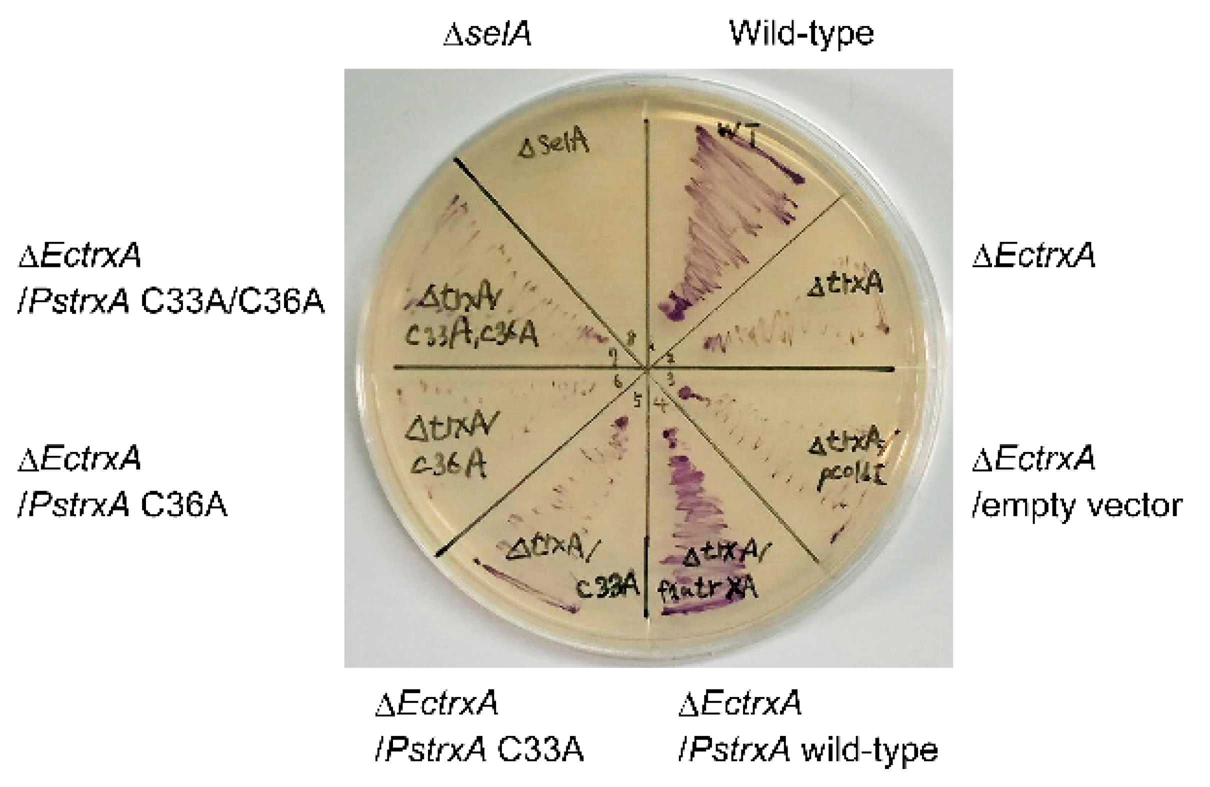 Ijms 22 10965 g004 Ijms 22 10965 g004