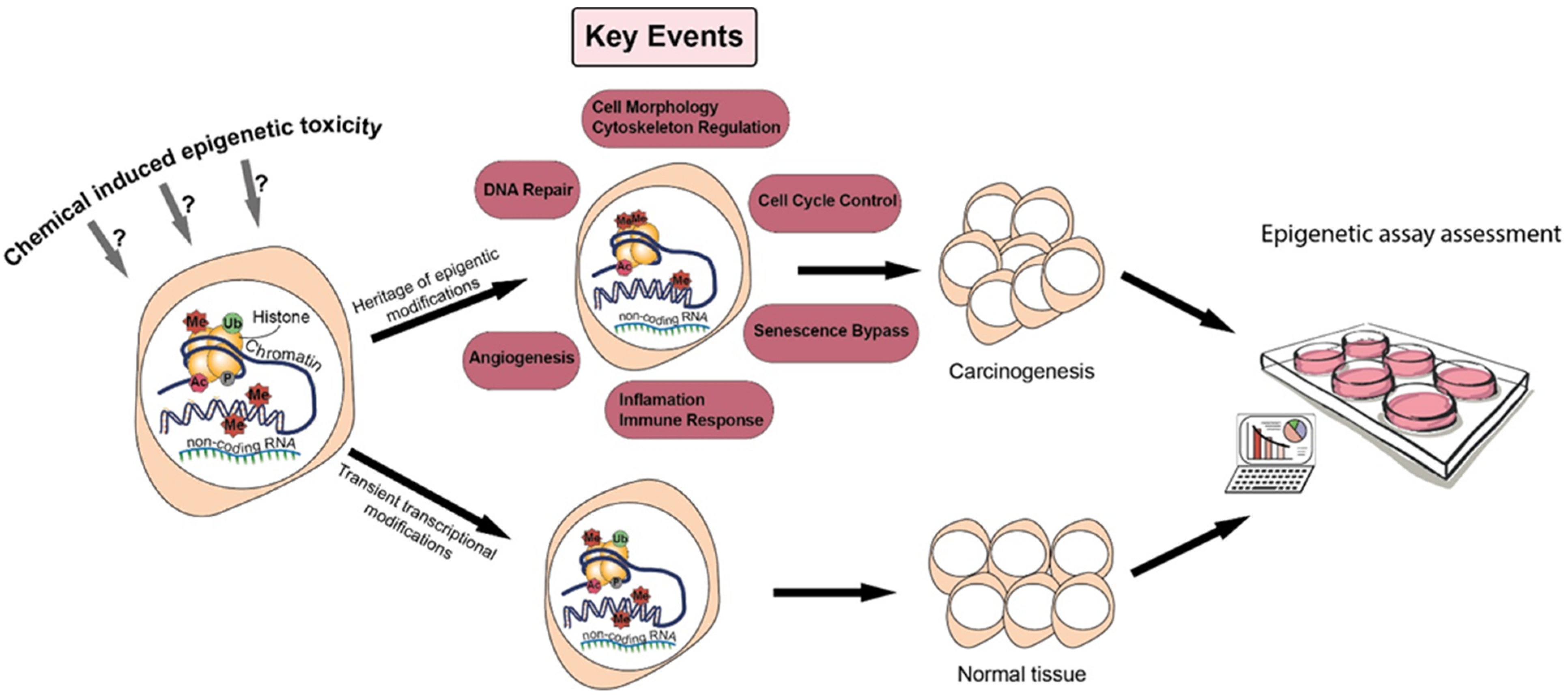 IJMS Free Full-Text Integration of Epigenetic Mechanisms into Non-Genotoxic Carcinogenicity Hazard Assessment Focus on DNA Methylation and Histone Modifications pic