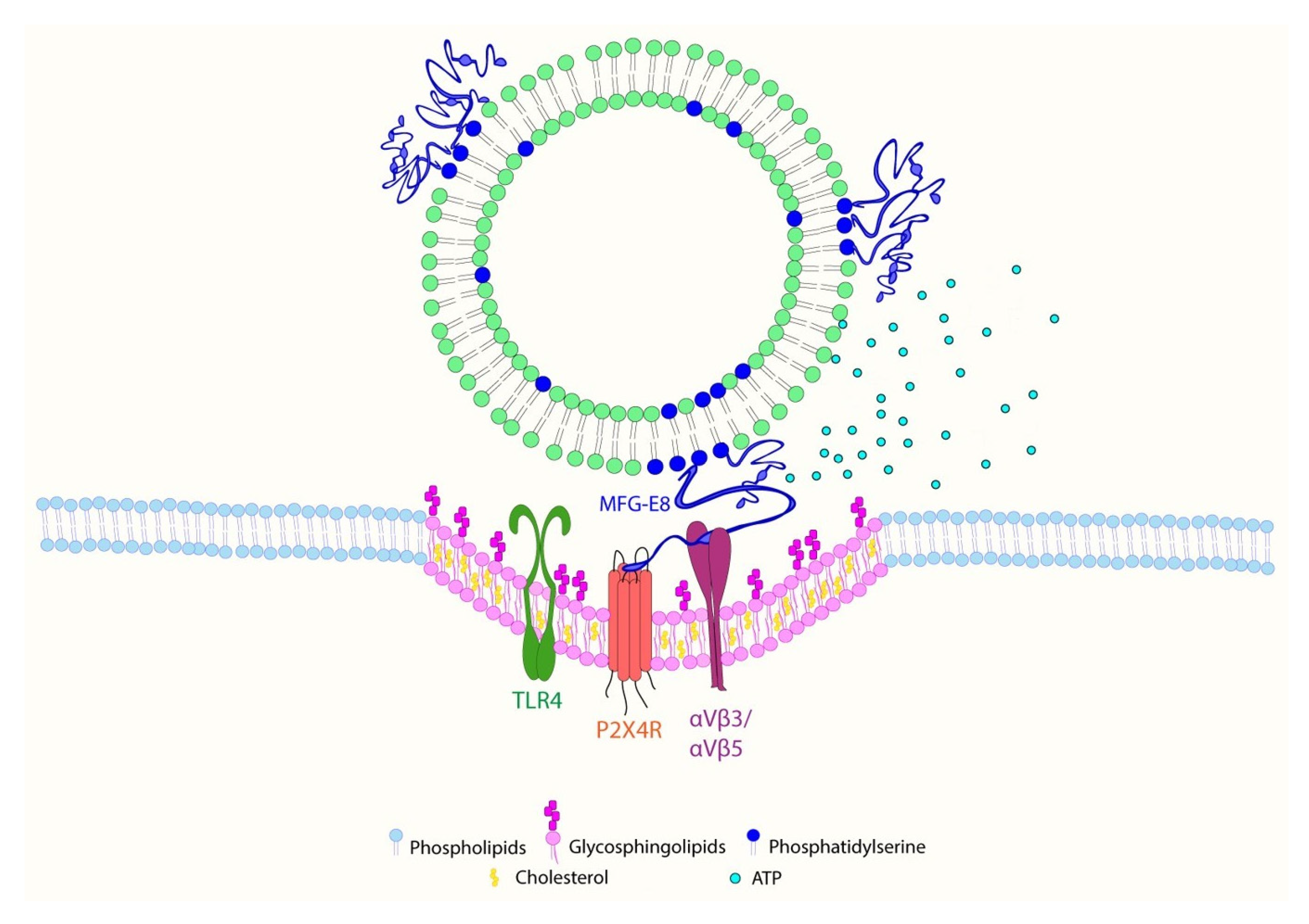 Ijms 22 10970 g009 550