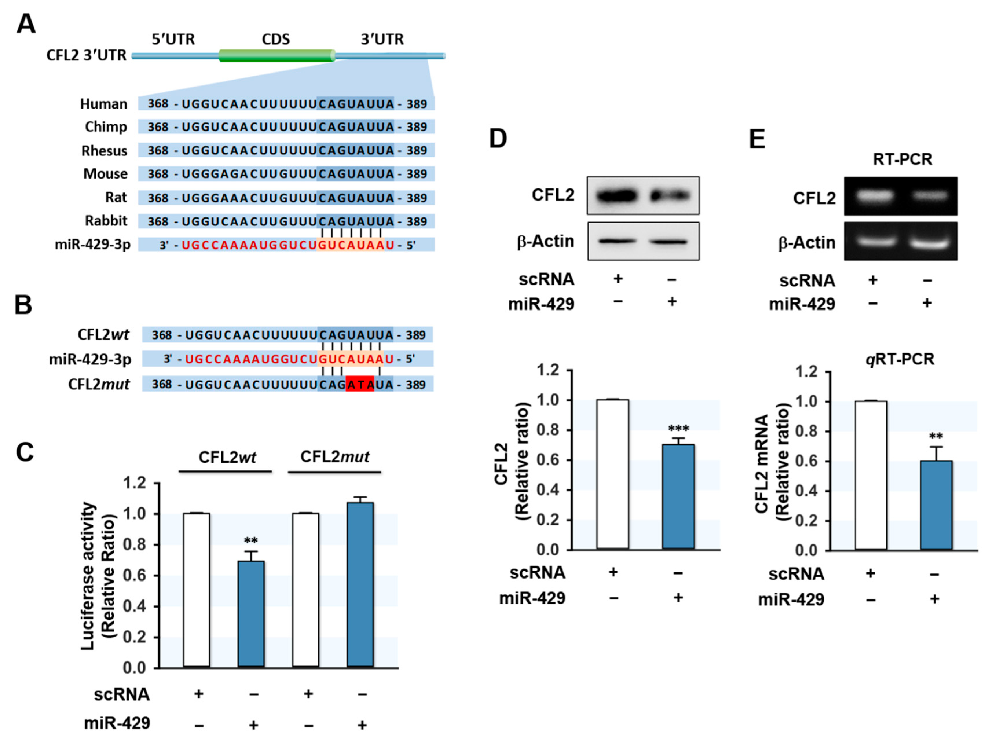 Ijms 22 10972 g002 550