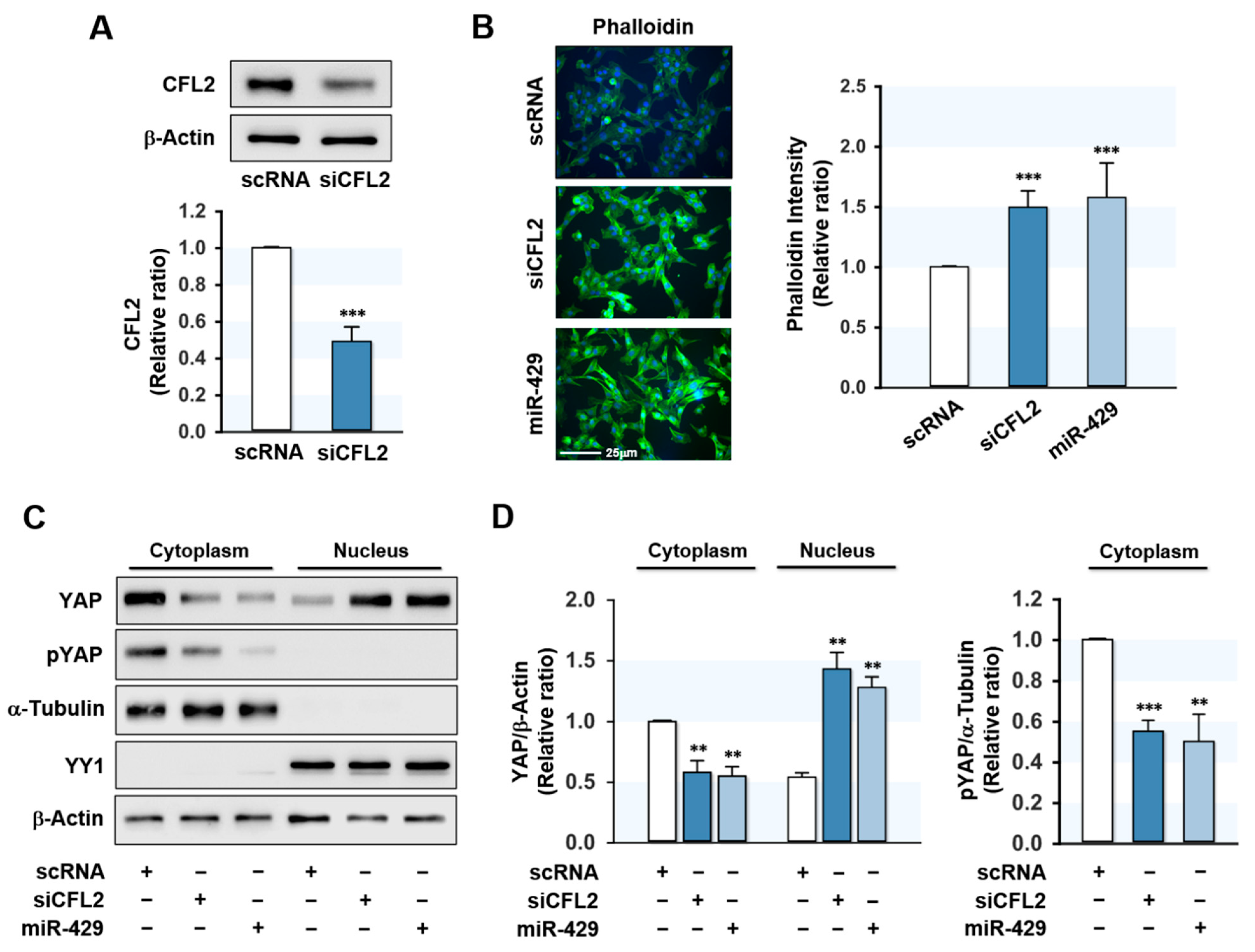 Ijms 22 10972 g003 550