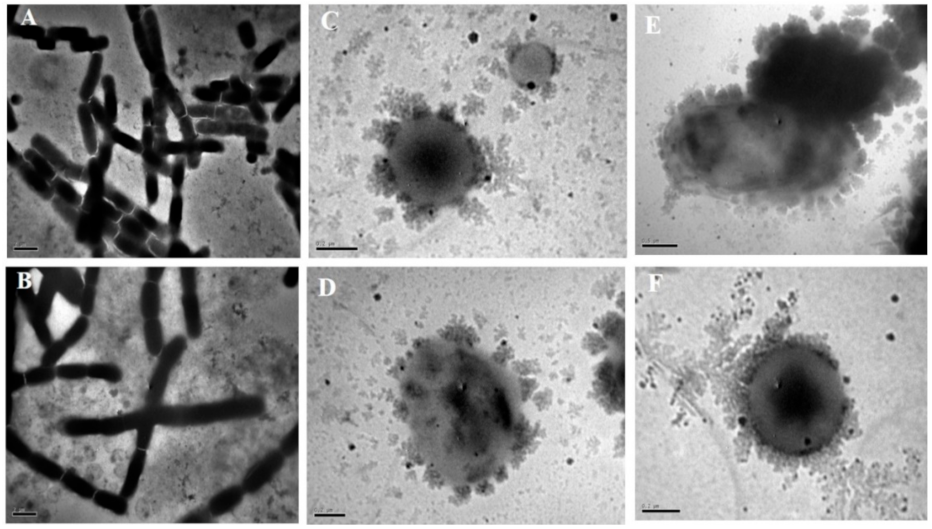 Ijms 22 10979 g003 550