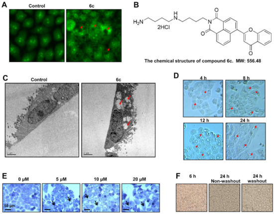 Reactive Oxygen Species Mediate 6c-Induced Mitochondrial and Lysosomal ...