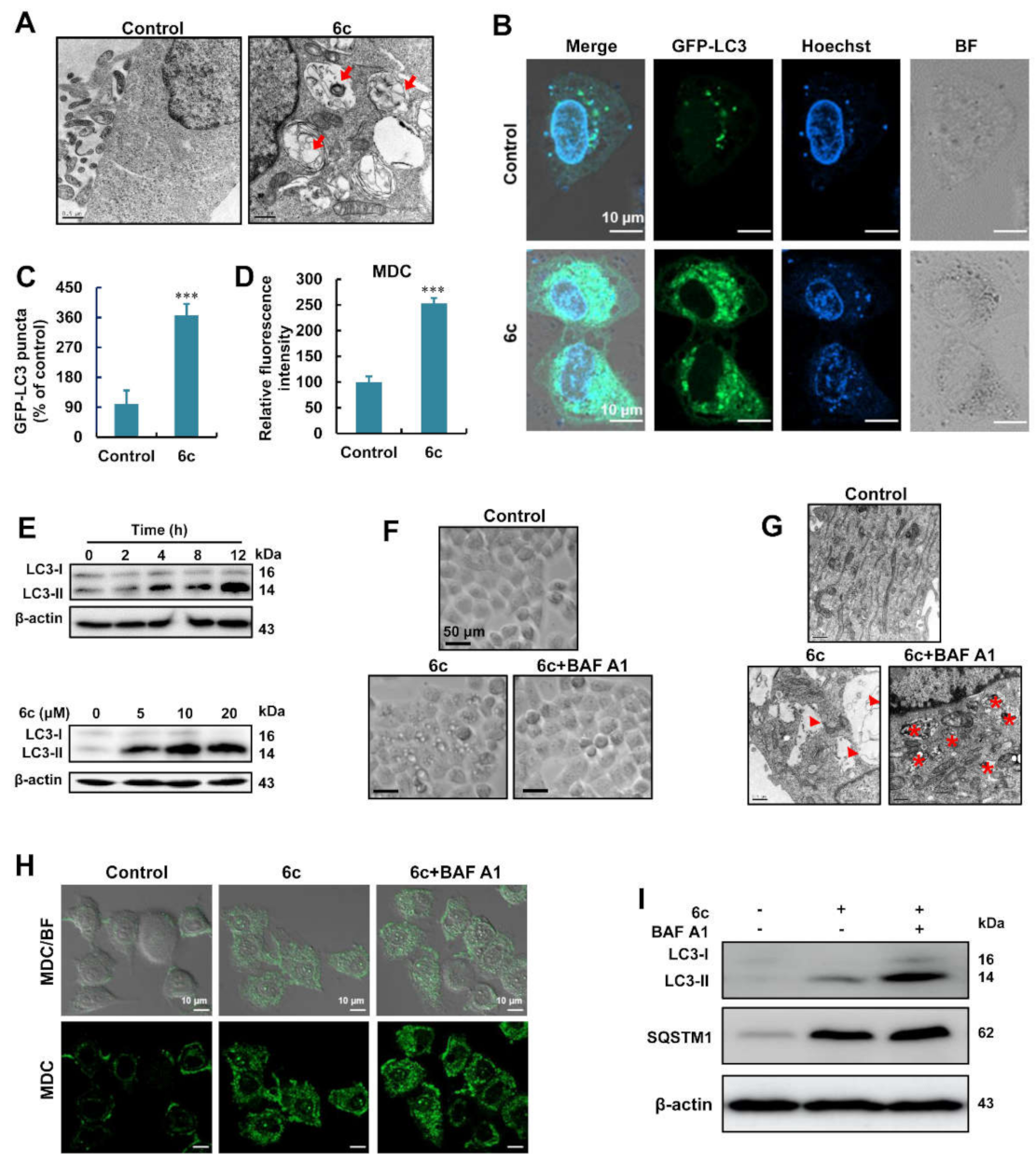 Ijms 22 10987 g002 Ijms 22 10987 g002