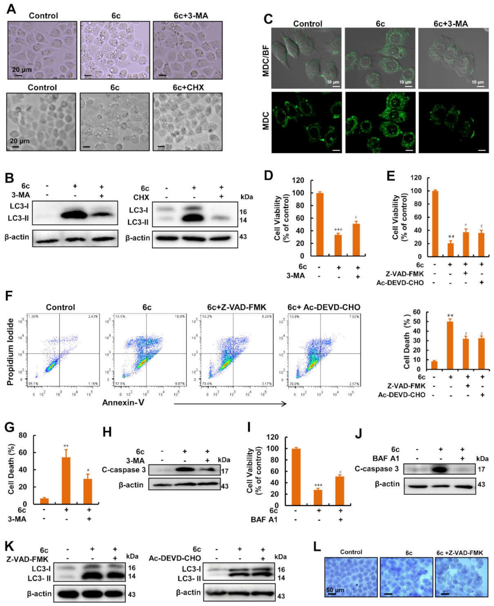 Ijms 22 10987 g003 Ijms 22 10987 g003