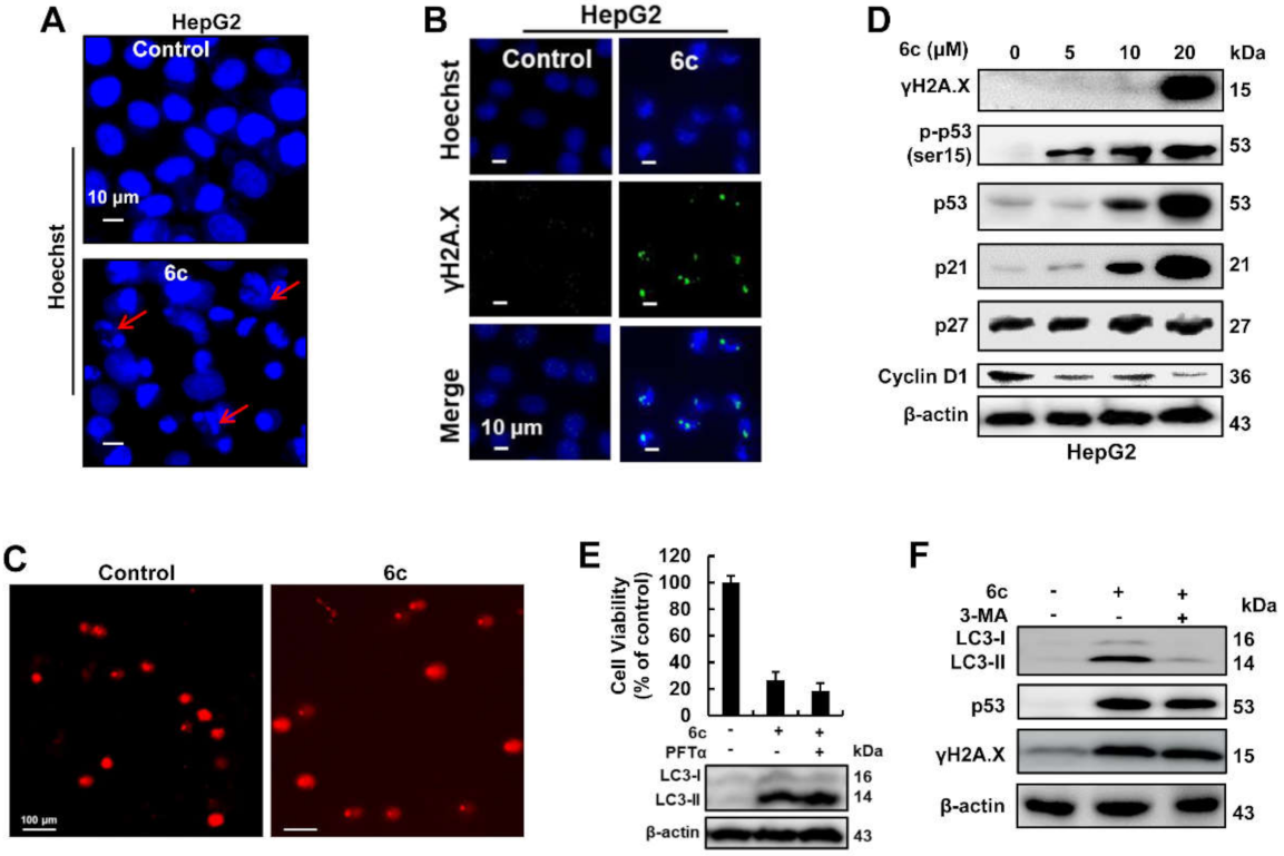 Ijms 22 10987 g004 Ijms 22 10987 g004