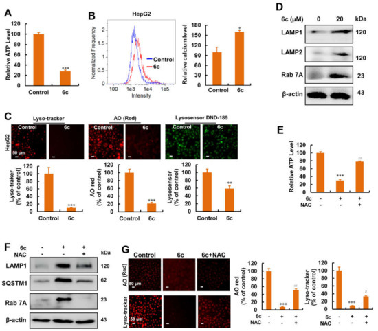 Reactive Oxygen Species Mediate 6c-Induced Mitochondrial and Lysosomal ...