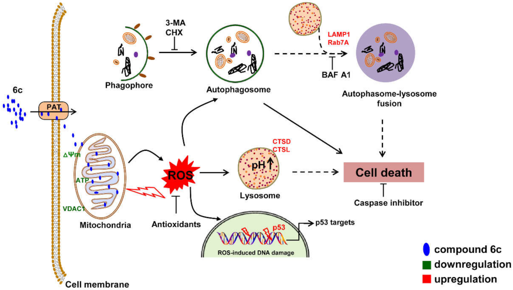 Ijms 22 10987 g009 Ijms 22 10987 g009