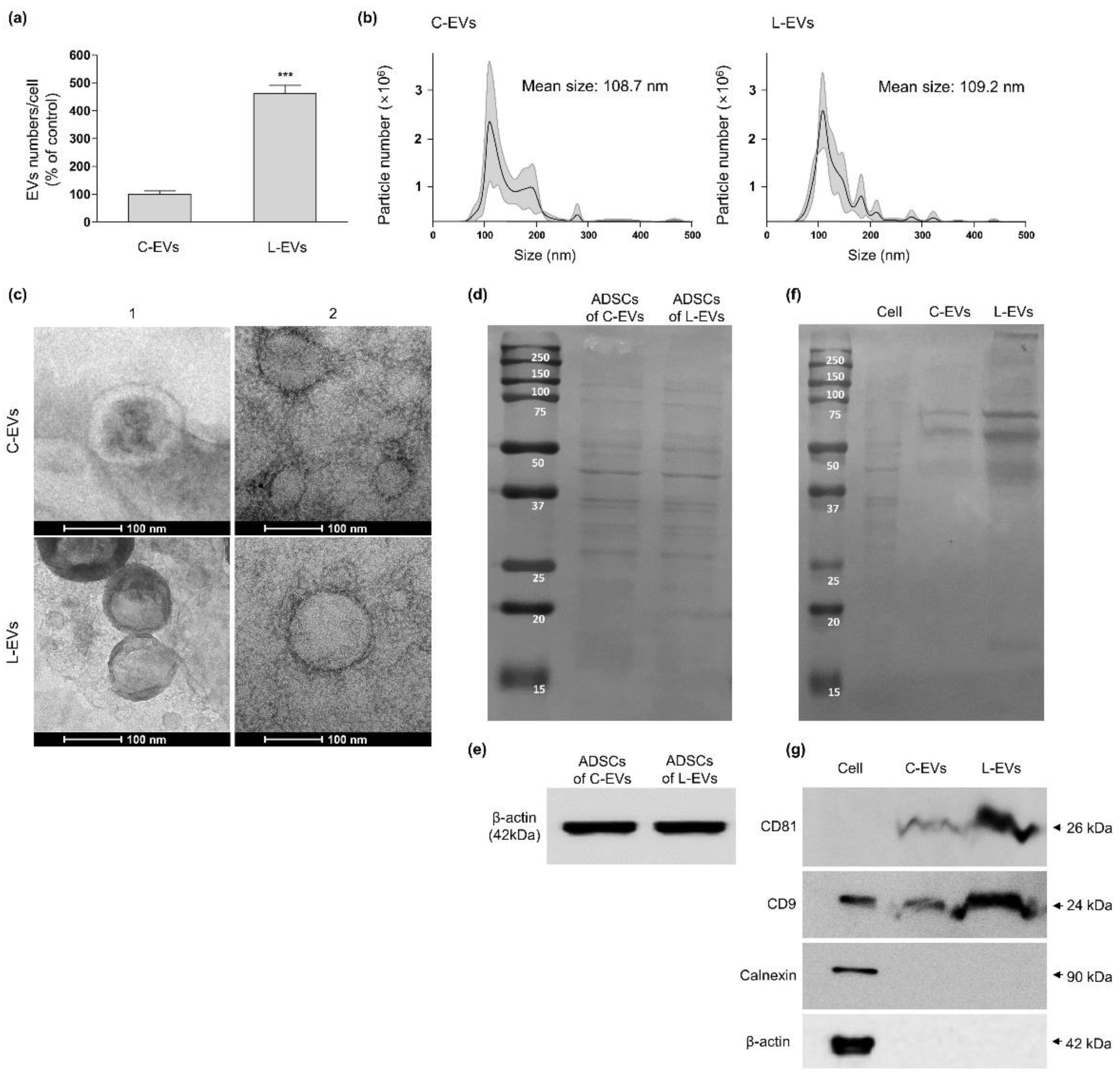 Discovery of Lactoferrin as a Stimulant for hADSC-Derived EV Discovery of Lactoferrin as a Stimulant for hADSC-Derived EV