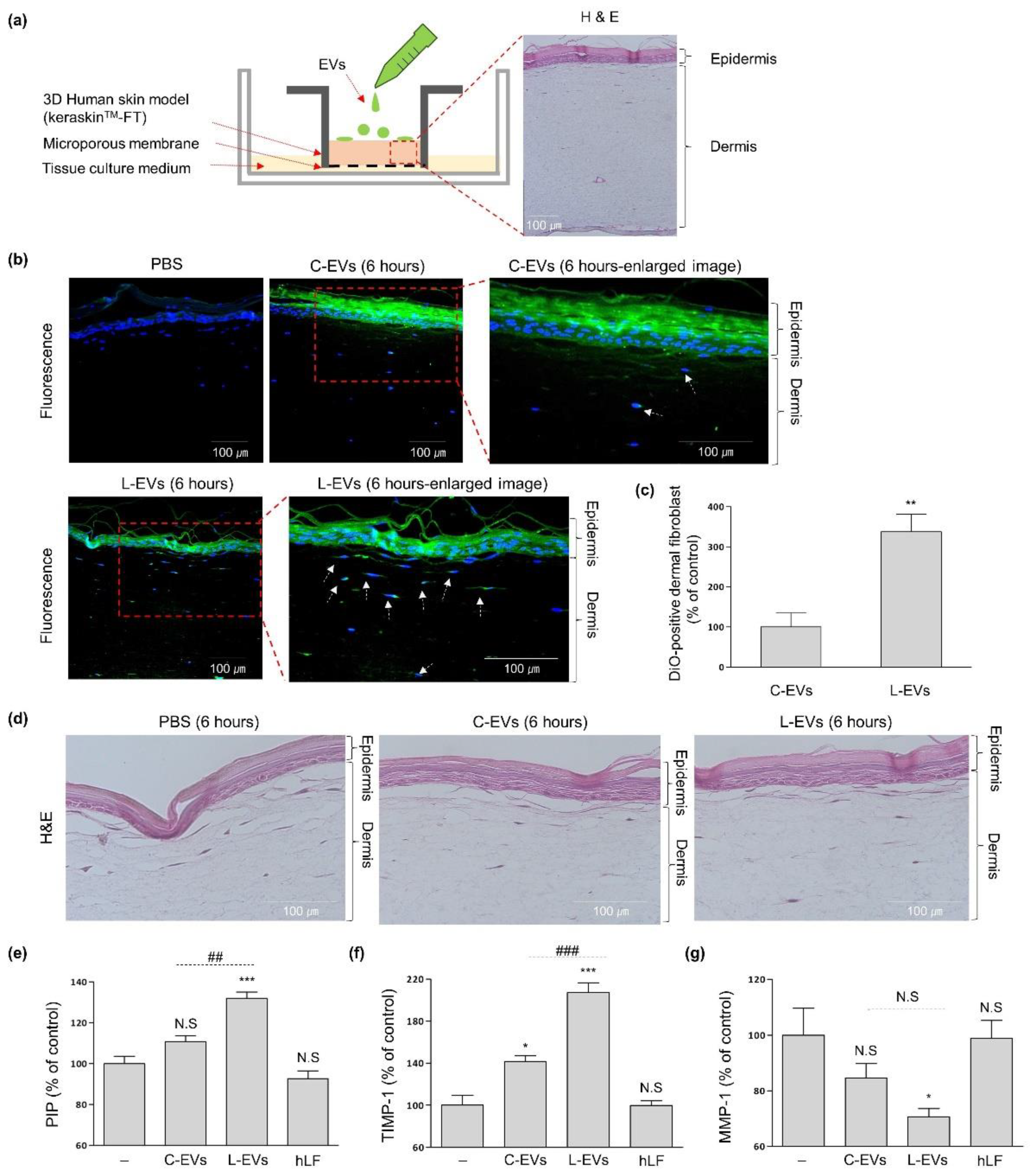 Discovery of Lactoferrin as a Stimulant for hADSC-Derived EV Discovery of Lactoferrin as a Stimulant for hADSC-Derived EV