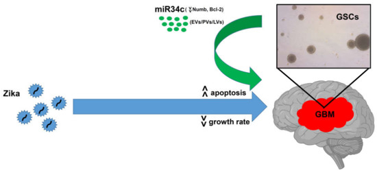 Ijms Free Full Text Zika Virus A New Therapeutic Candidate For Glioblastoma Treatment Html