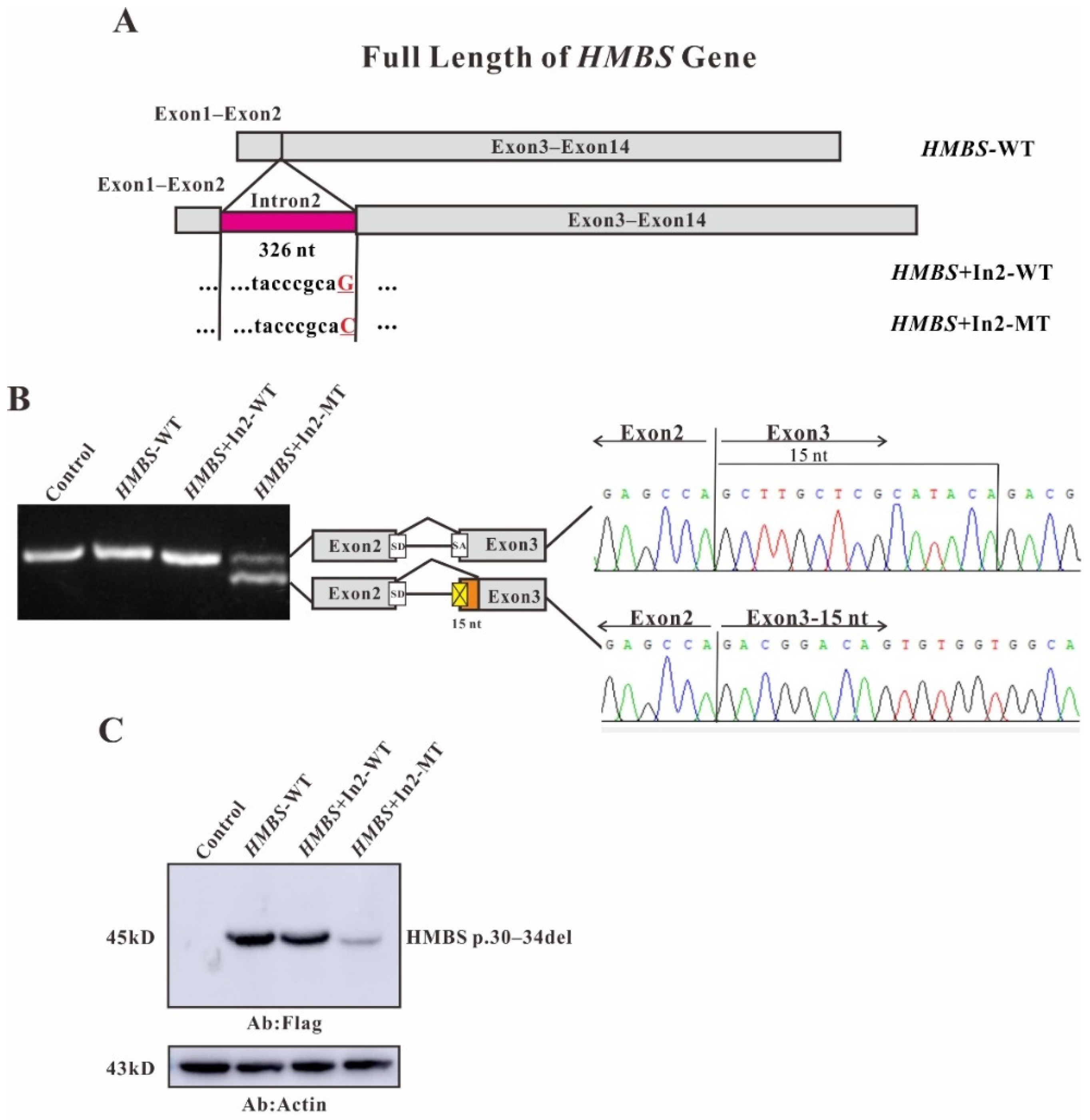 Ijms 22 11008 g003 550