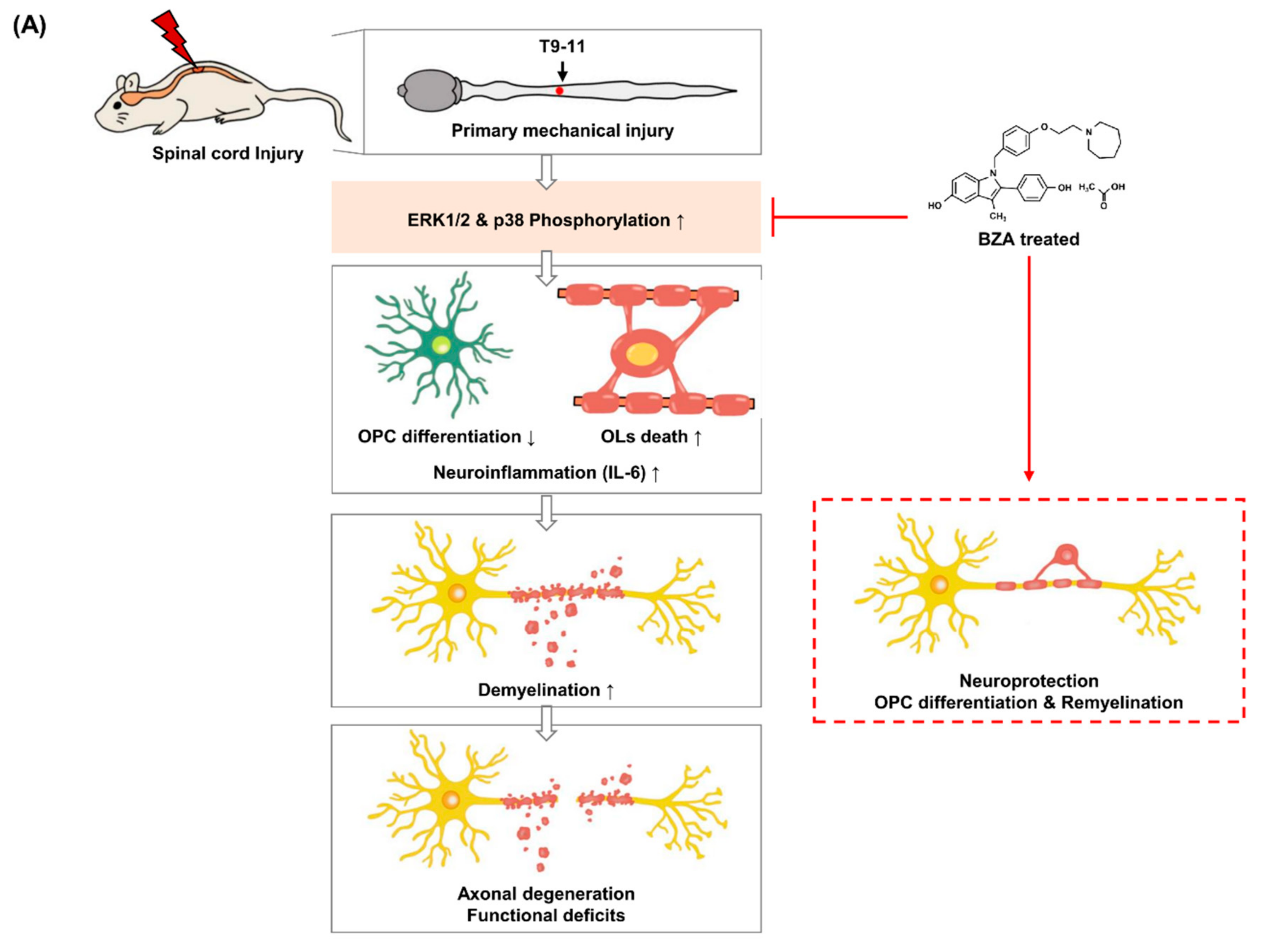 Ijms 22 11012 g008a 550
