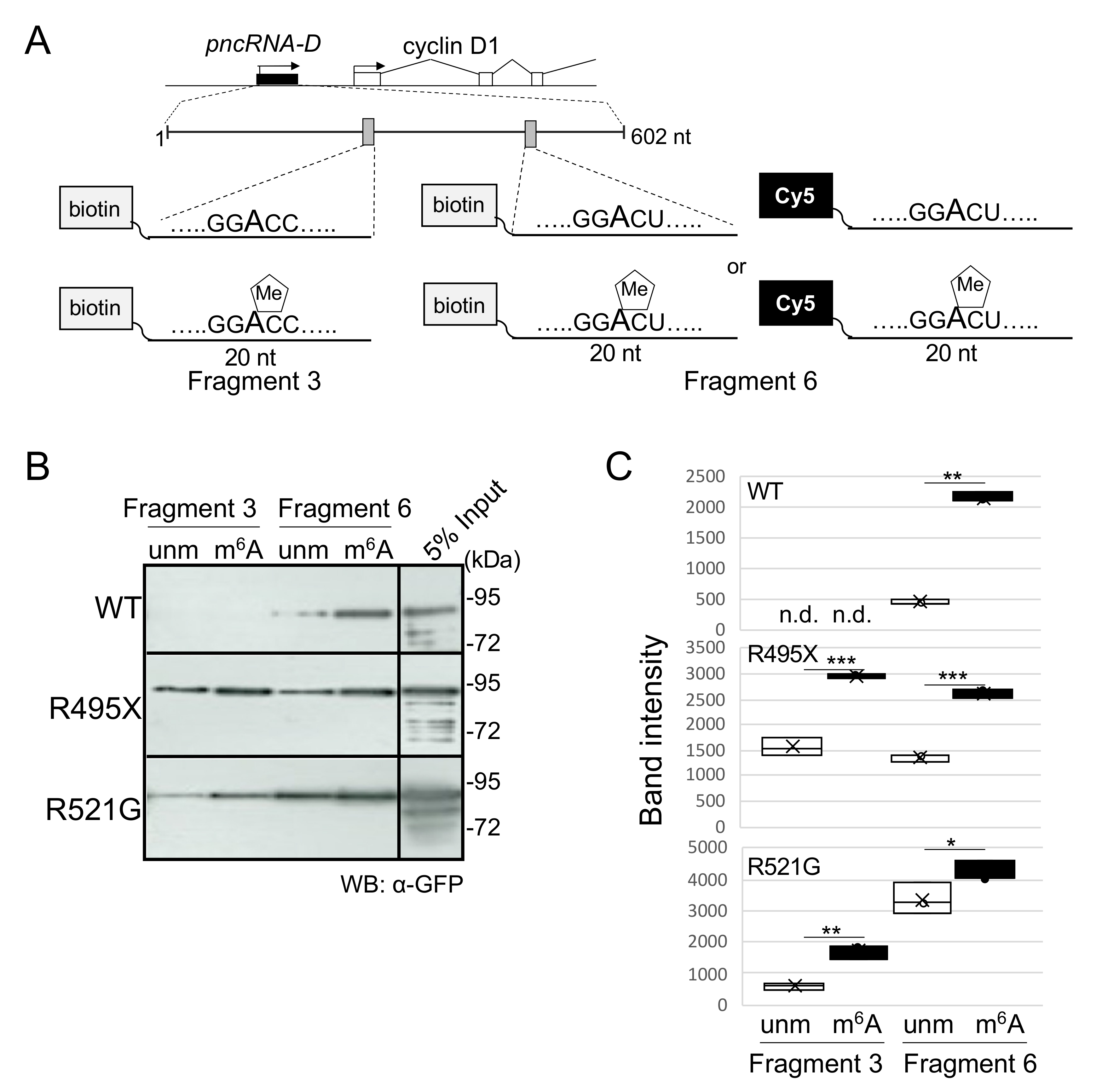 Ijms 22 11014 g001 550