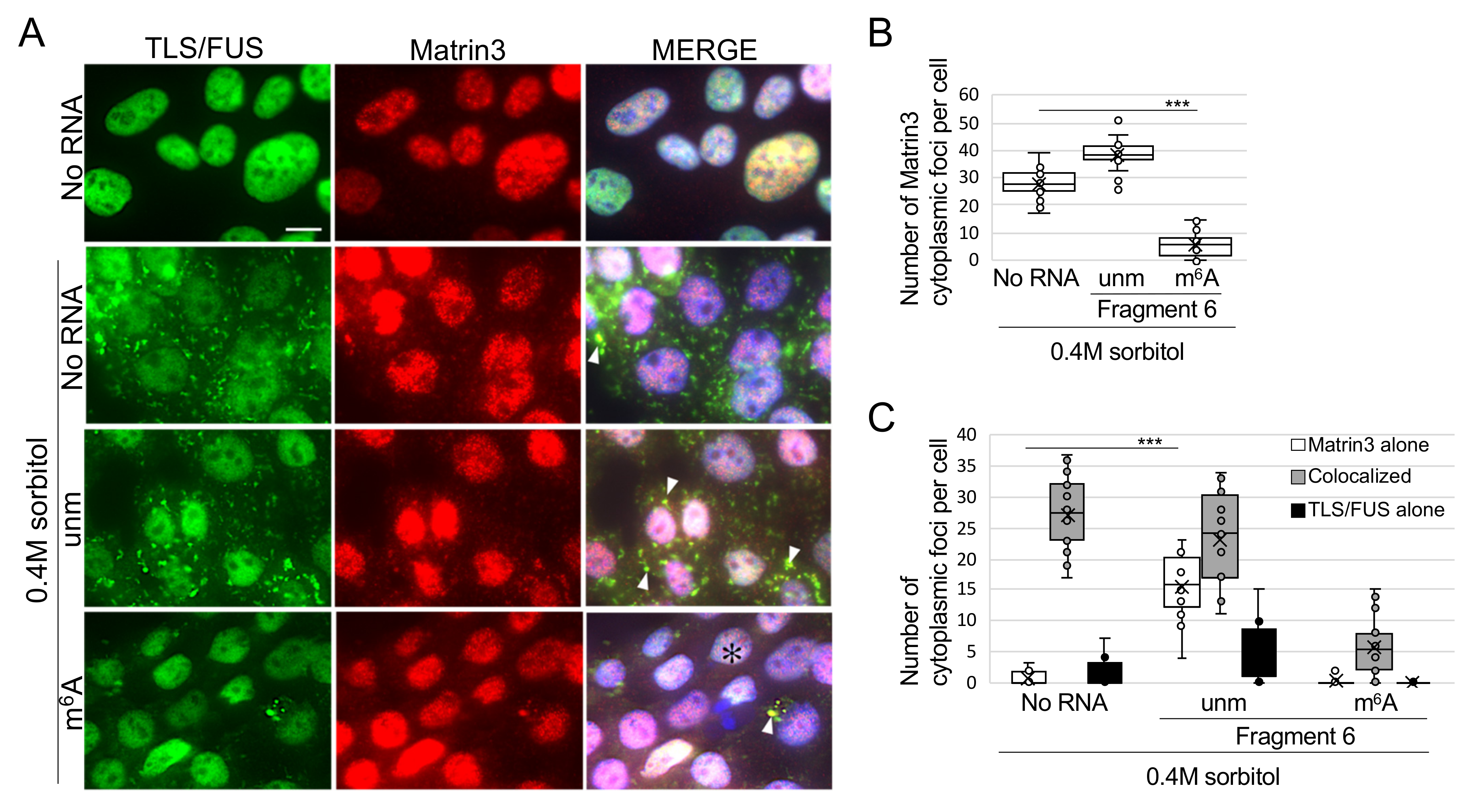 Ijms 22 11014 g005 550