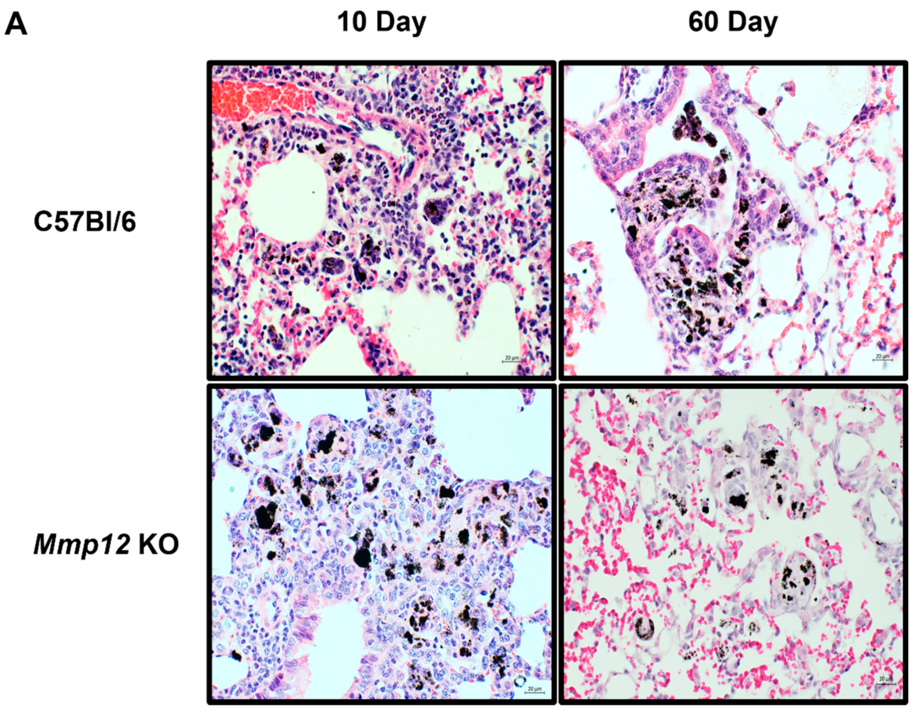 Ijms 22 11019 g001a 550