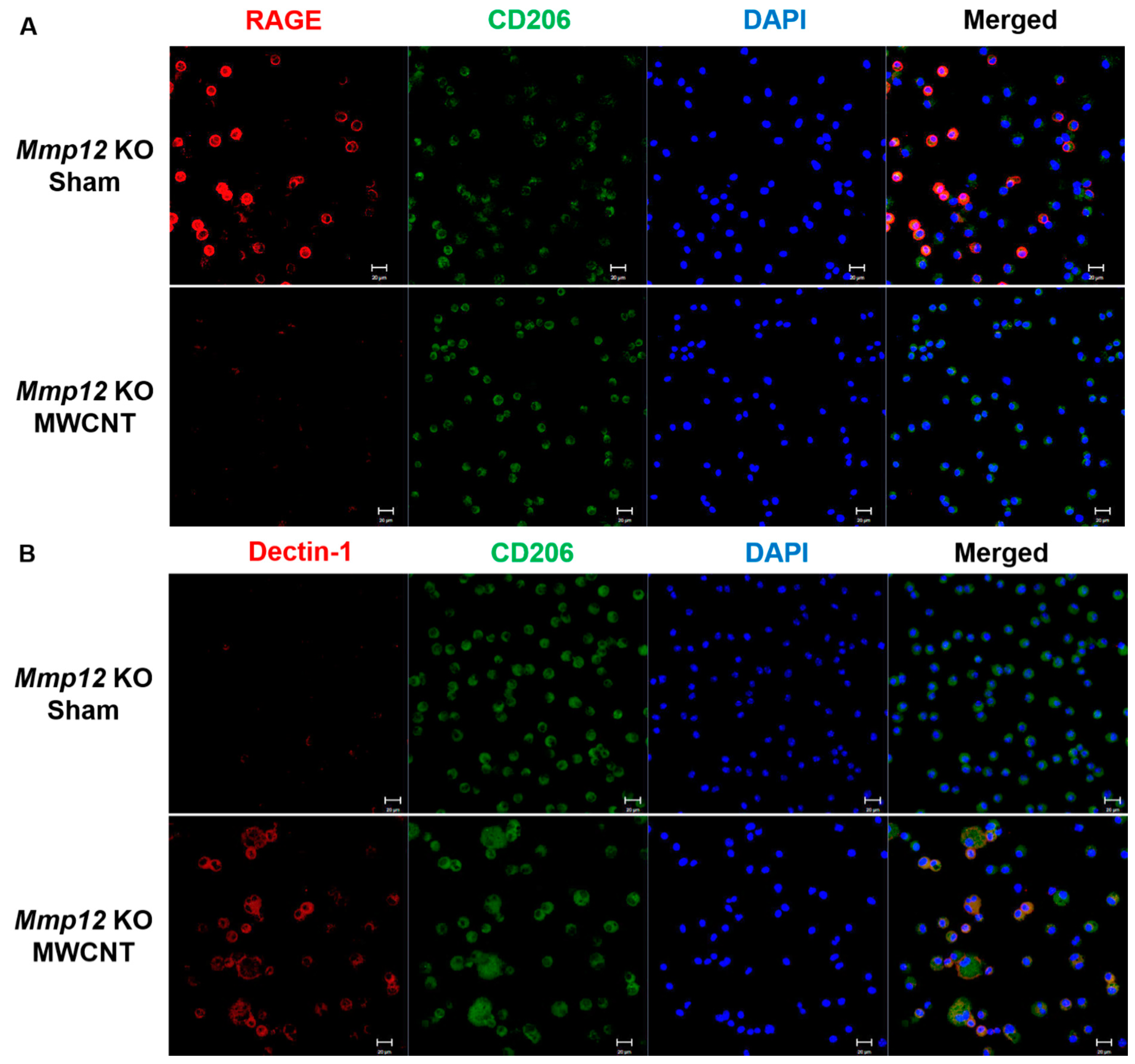 Ijms 22 11019 g003 550