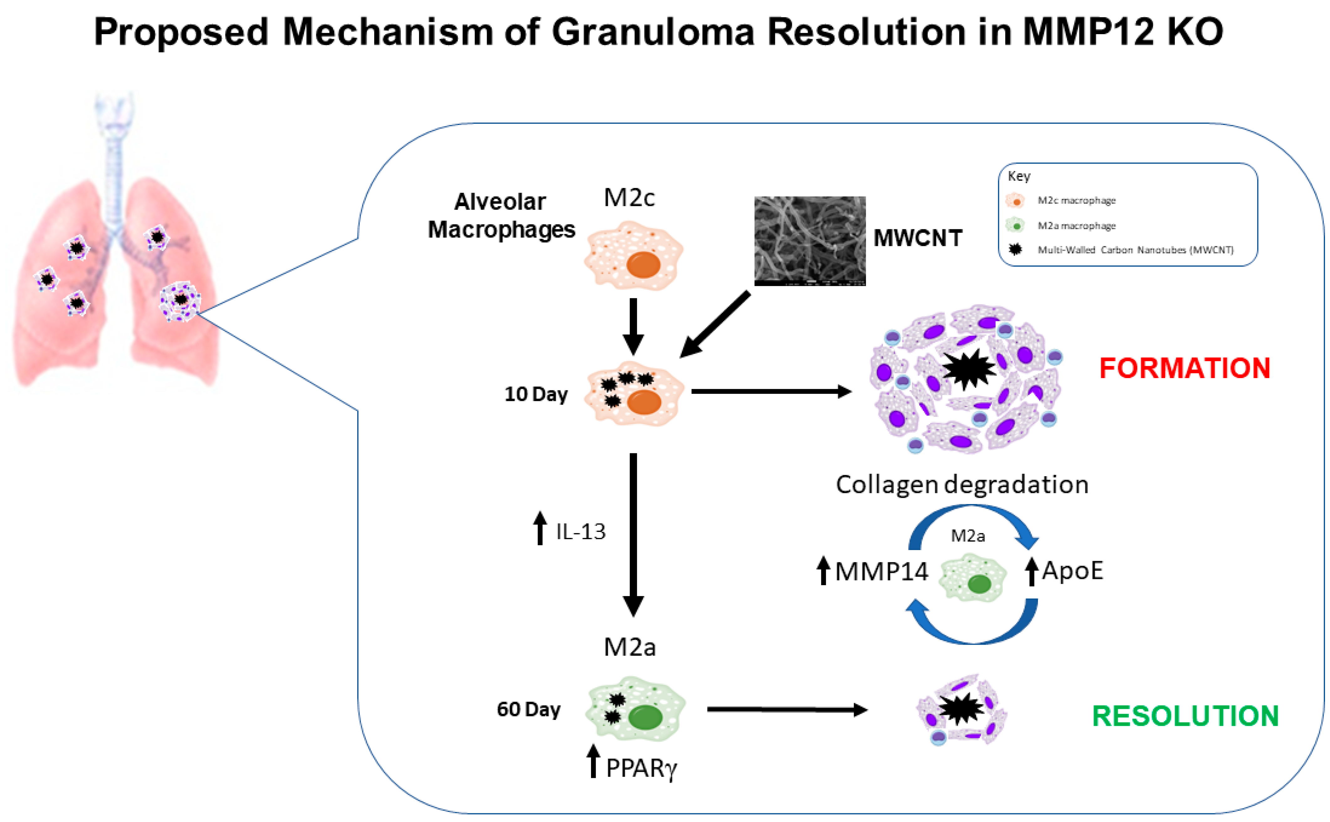 Ijms 22 11019 g007 550
