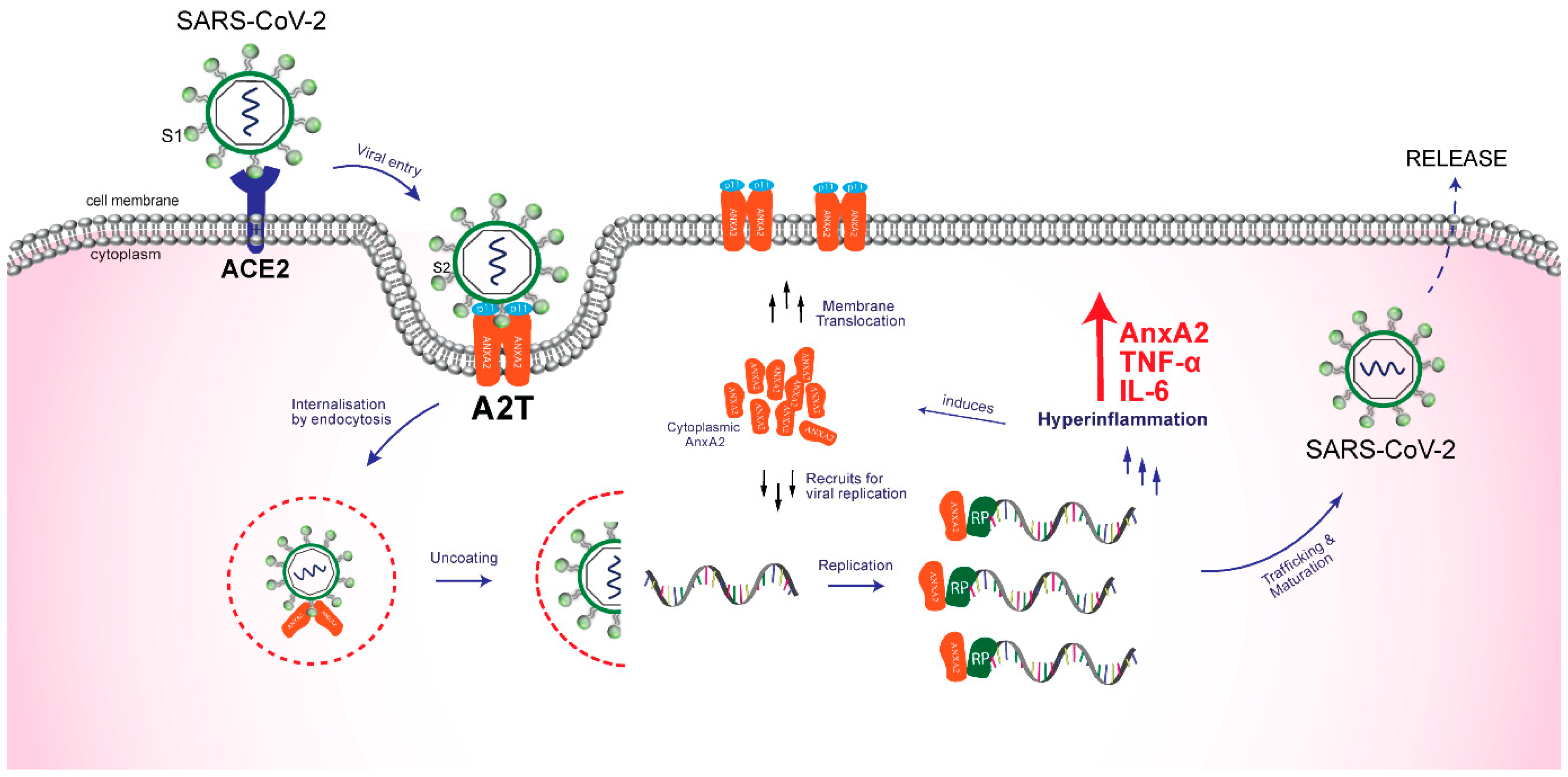 Ijms 22 11028 g001 550