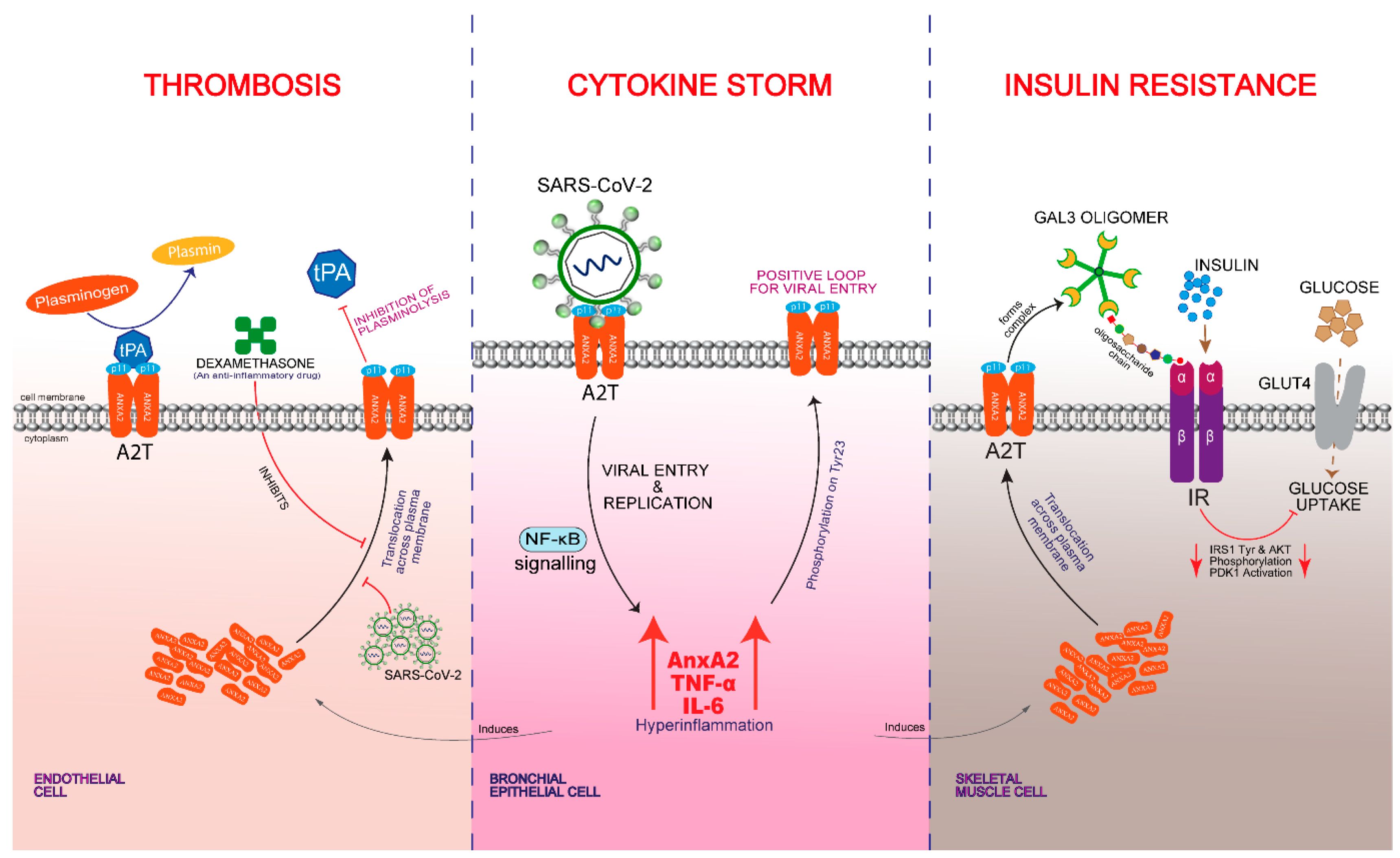 Ijms 22 11028 g003 550