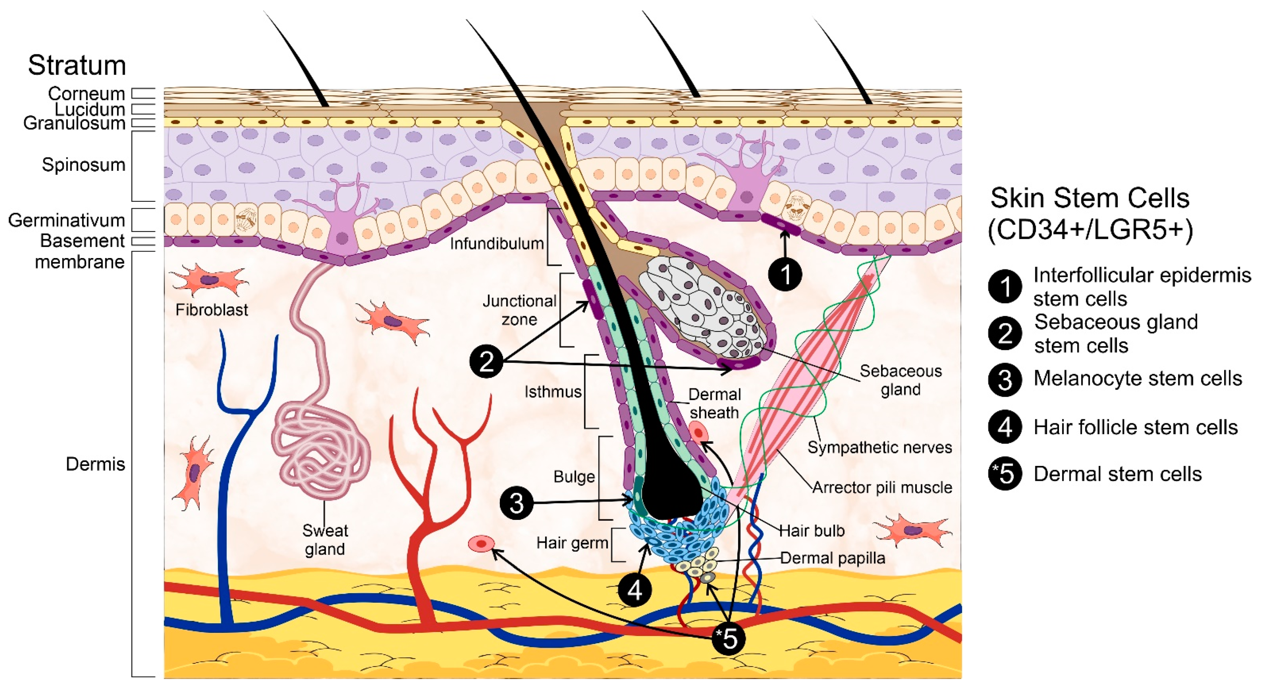 stem cell research introduction paragraph