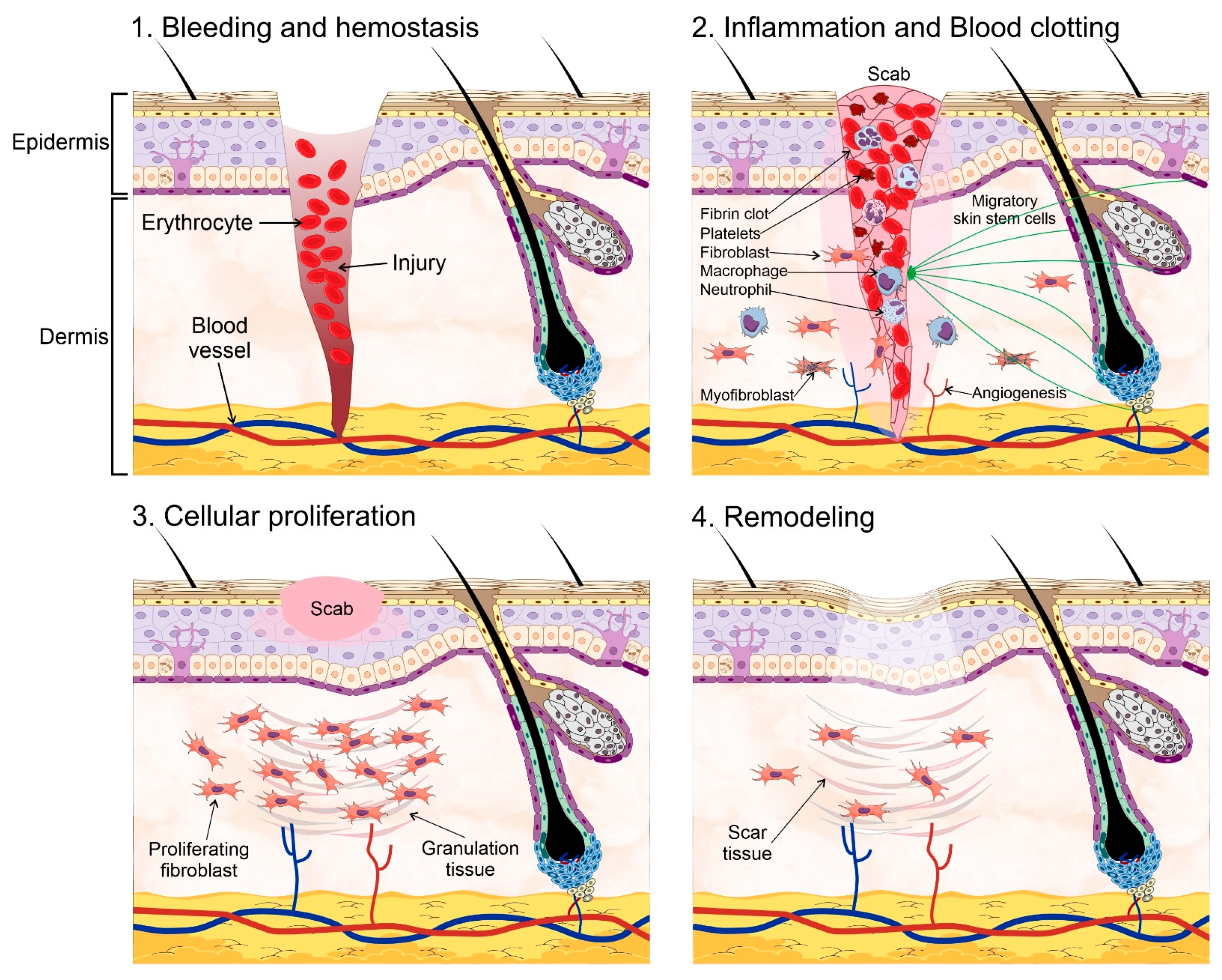 Ijms 22 11030 g002 Ijms 22 11030 g002