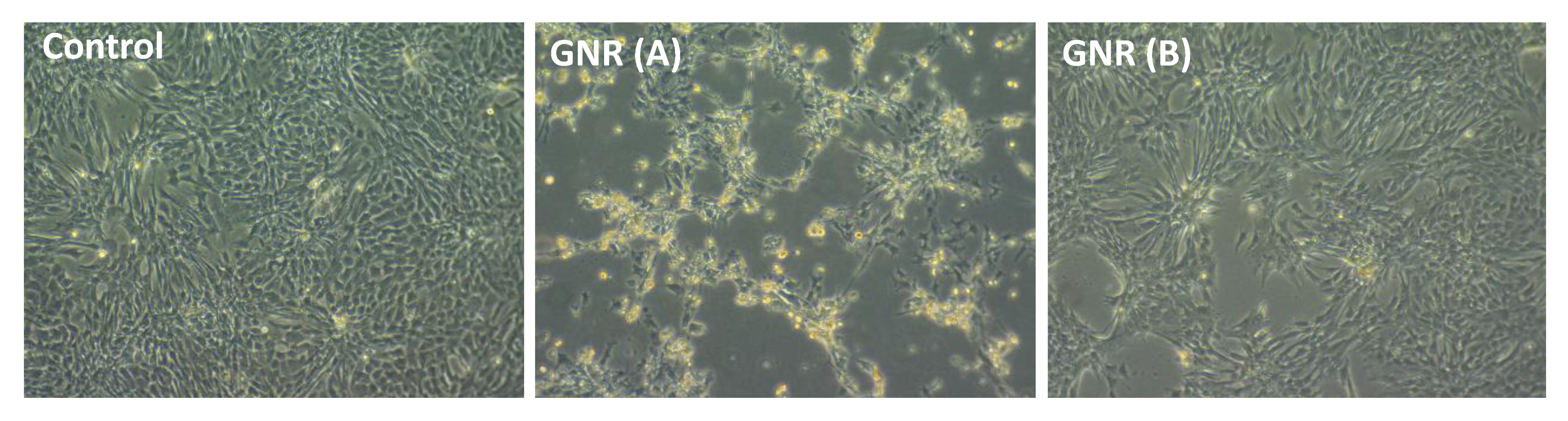 Ijms 22 11036 g005 550