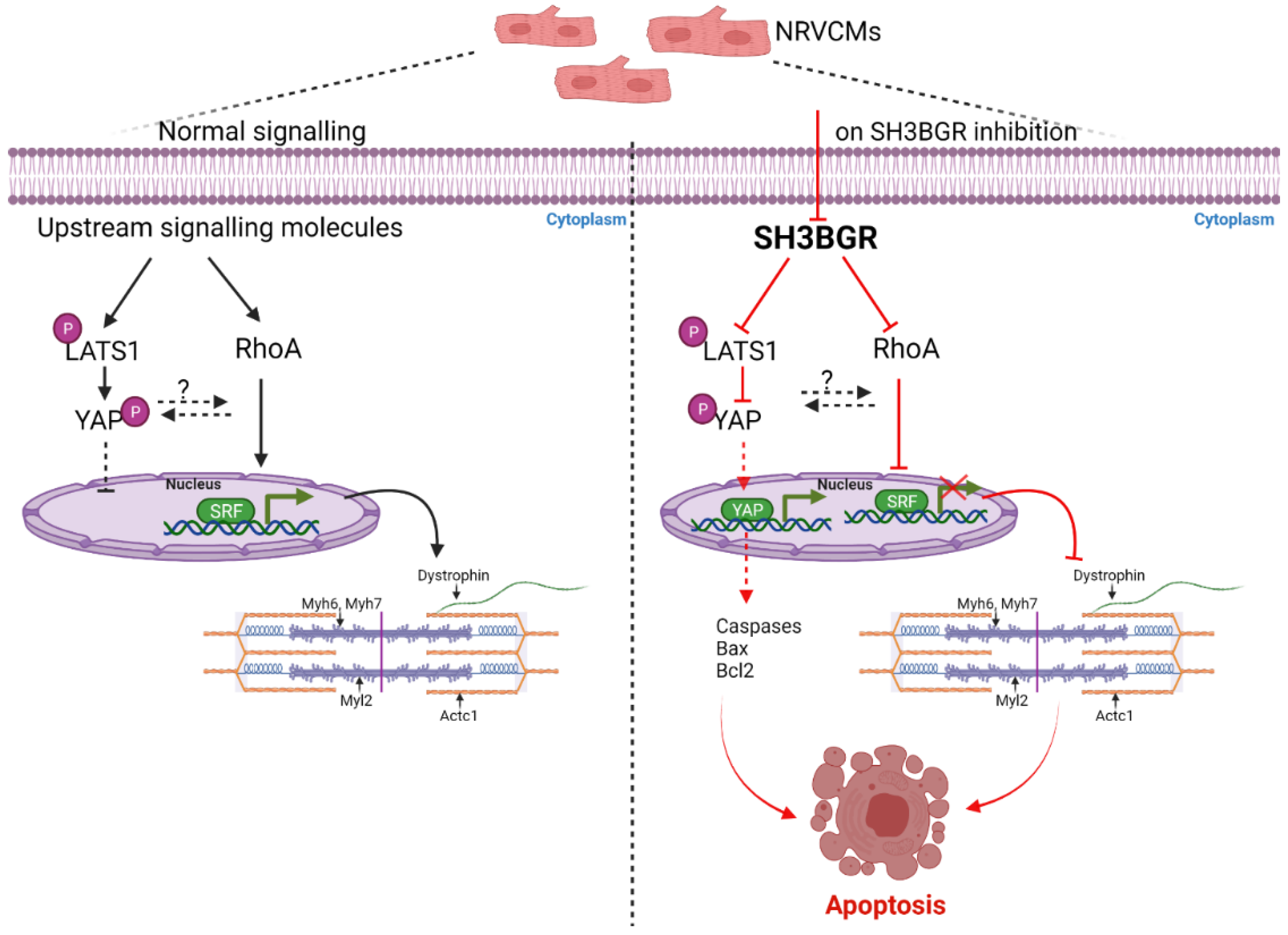 Ijms 22 11042 g005 Ijms 22 11042 g005