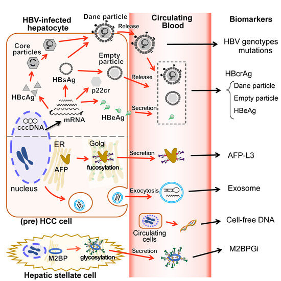 Blood-Based Biomarkers in Hepatitis B Virus-Related Hepatocellular ...