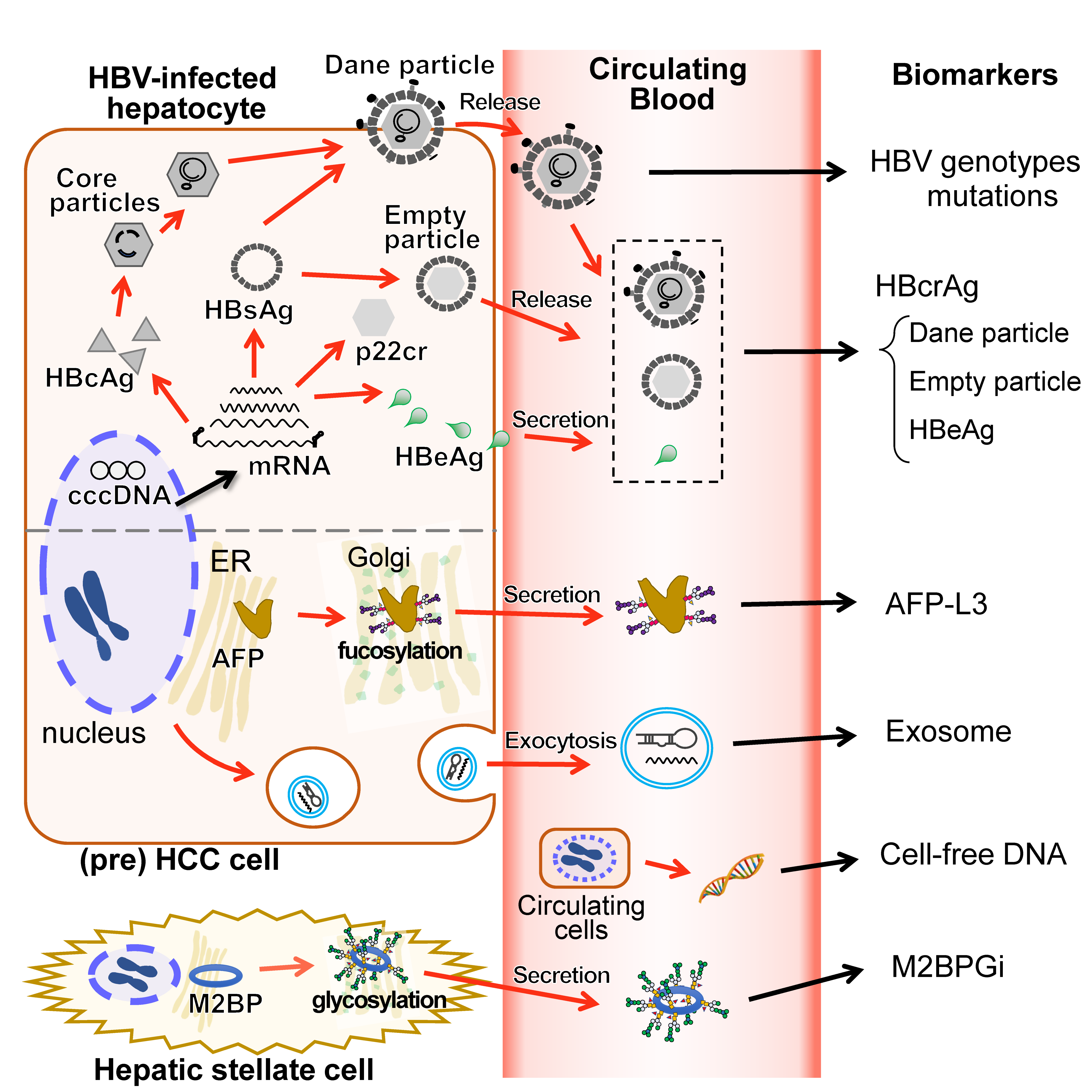 IJMS Free FullText BloodBased Biomarkers in Hepatitis B Virus