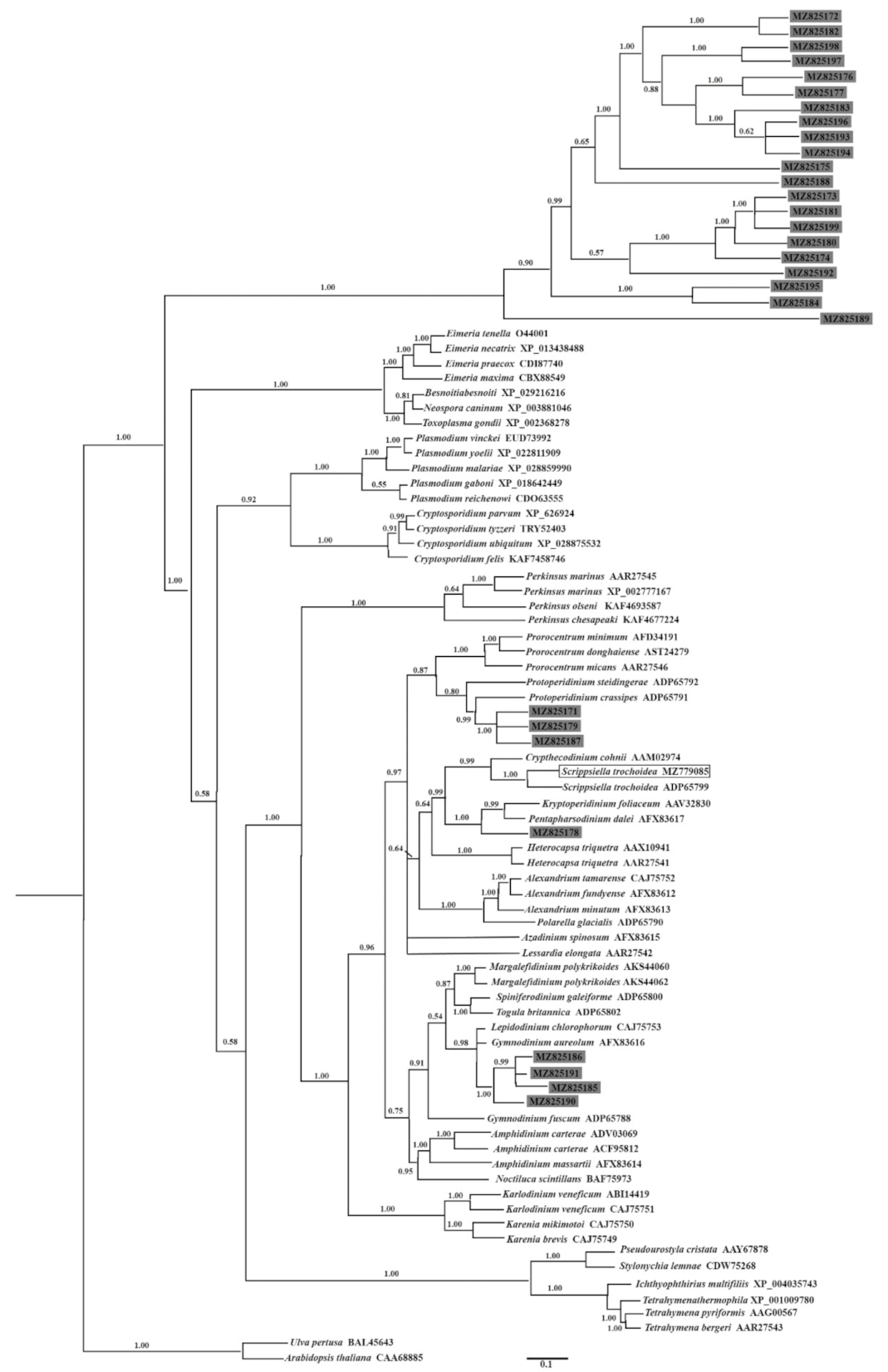 Expression Patterns of the Heat Shock Protein 90 (Hsp90