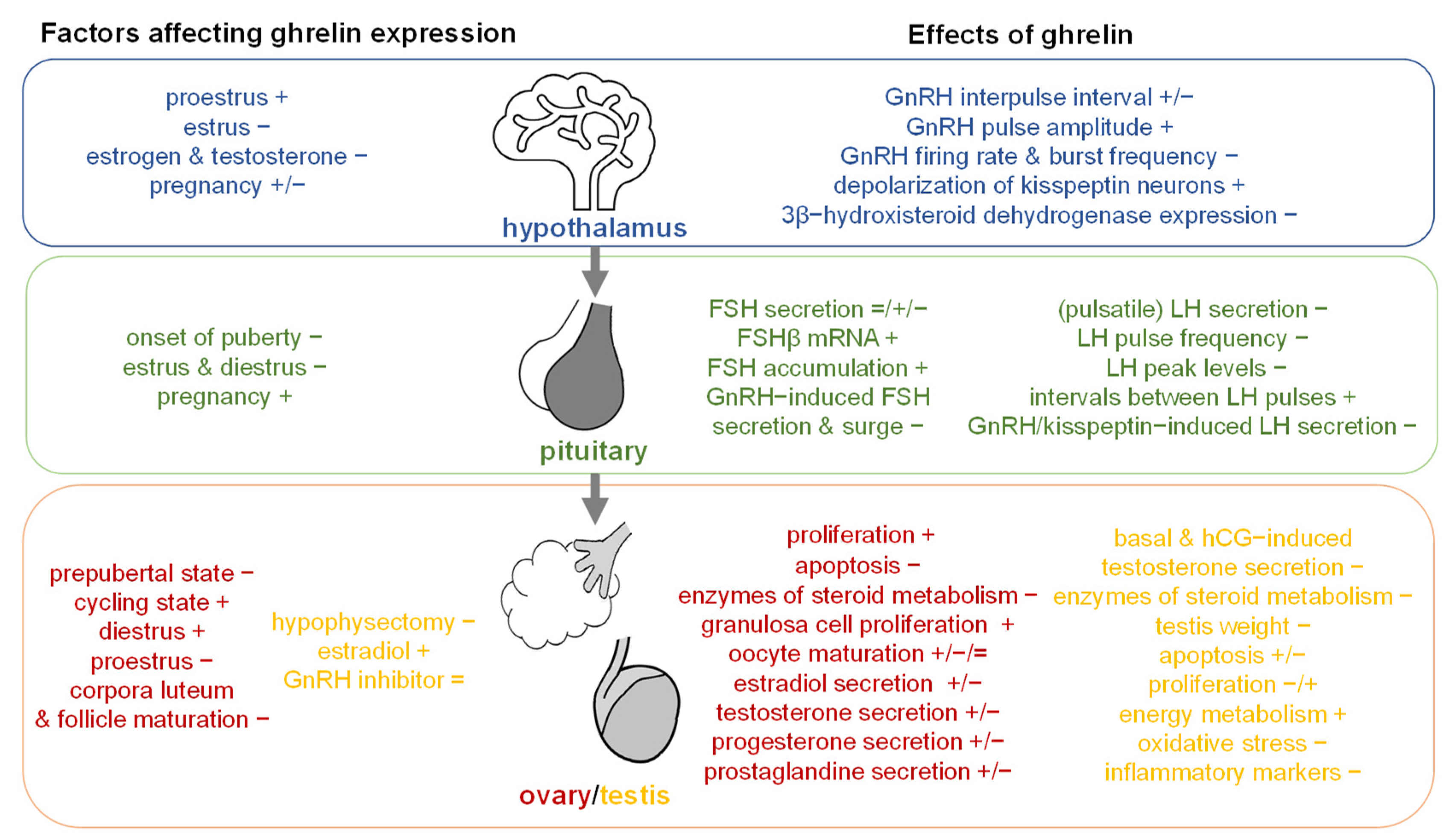 gastric hormone