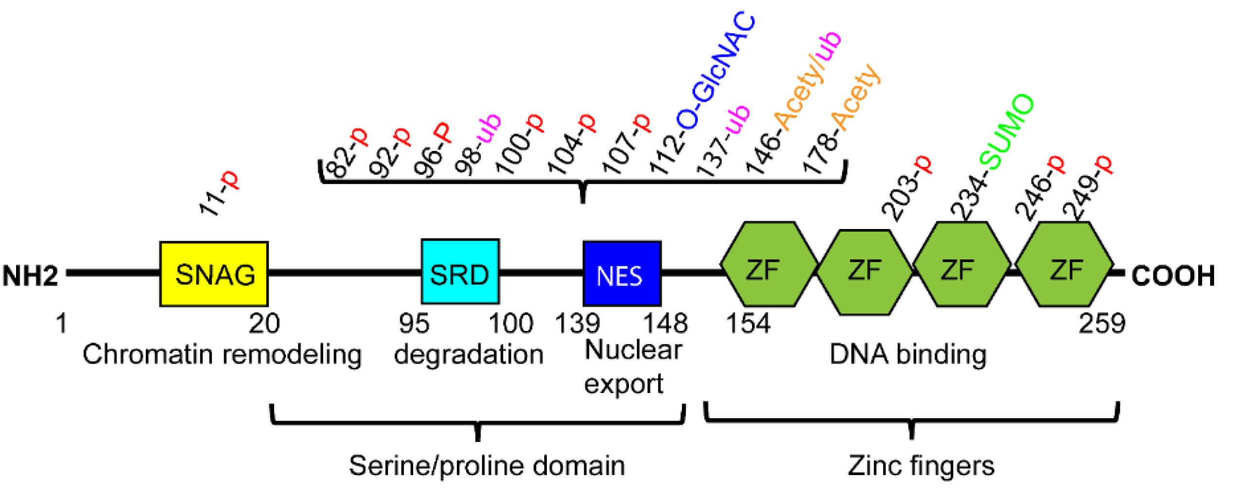 Ijms 22 11062 g001 Ijms 22 11062 g001