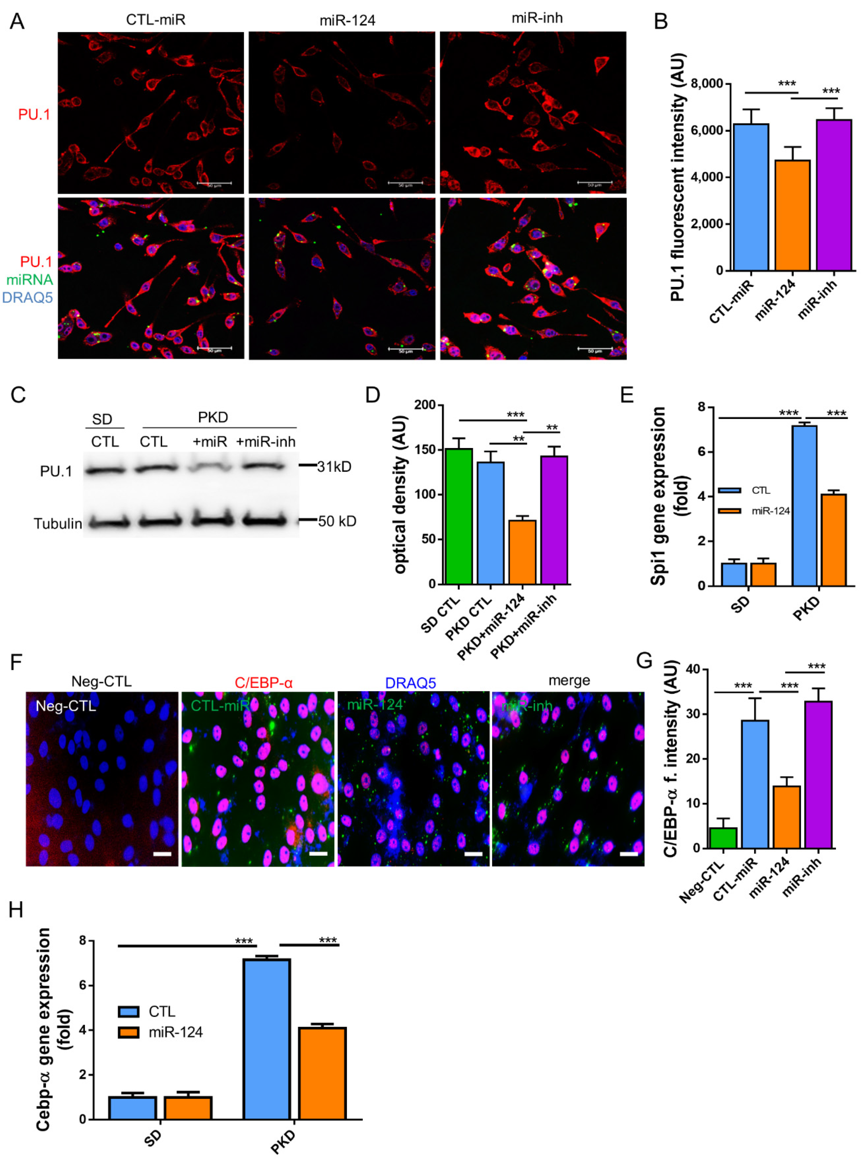 Ijms 22 11068 g007 550