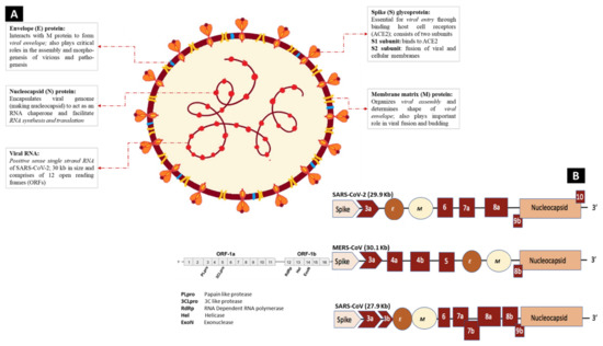 Promising Antiviral Activities of Natural Flavonoids against SARS-CoV-2 ...