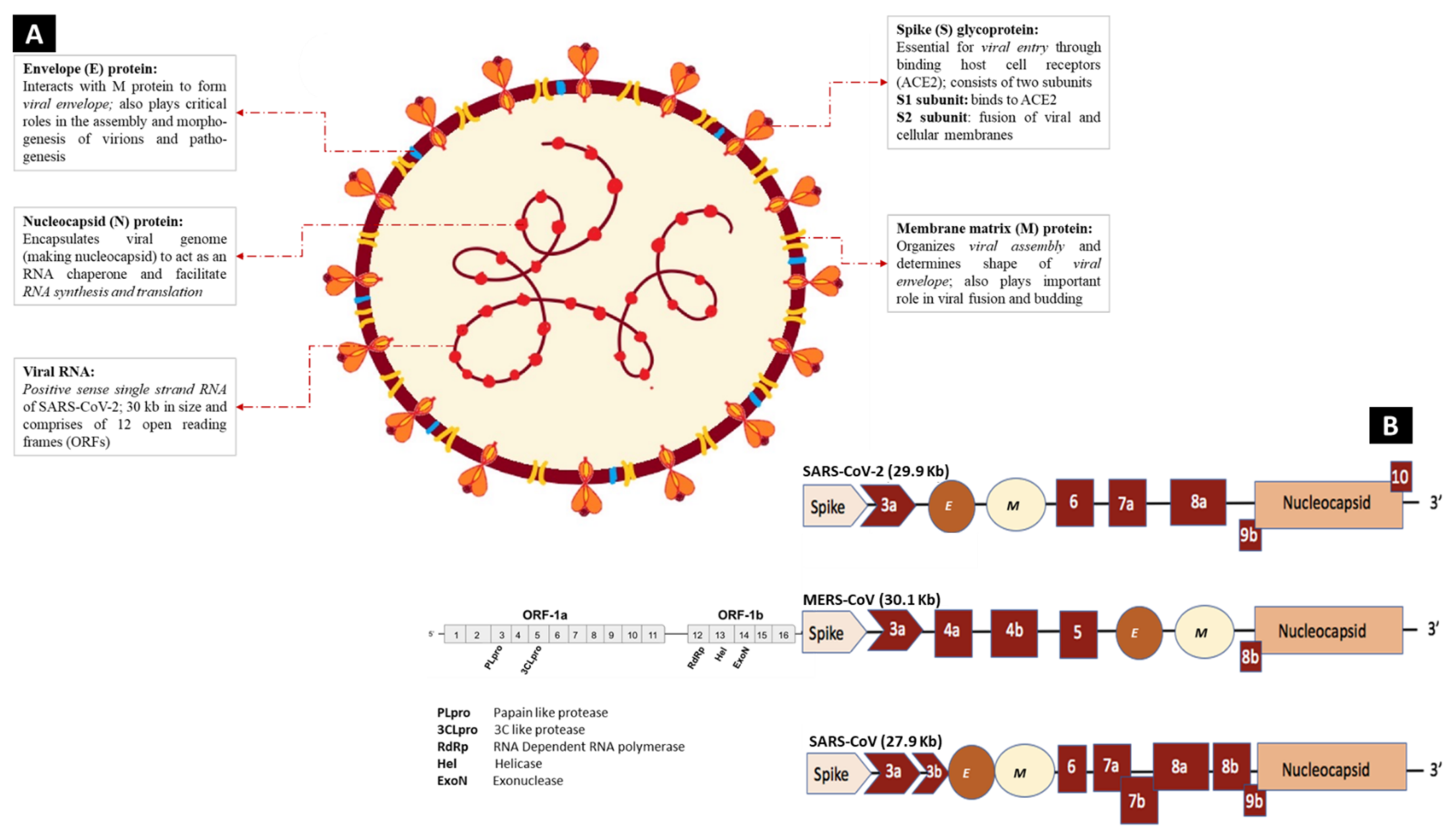 Ijms 22 11069 g004 550