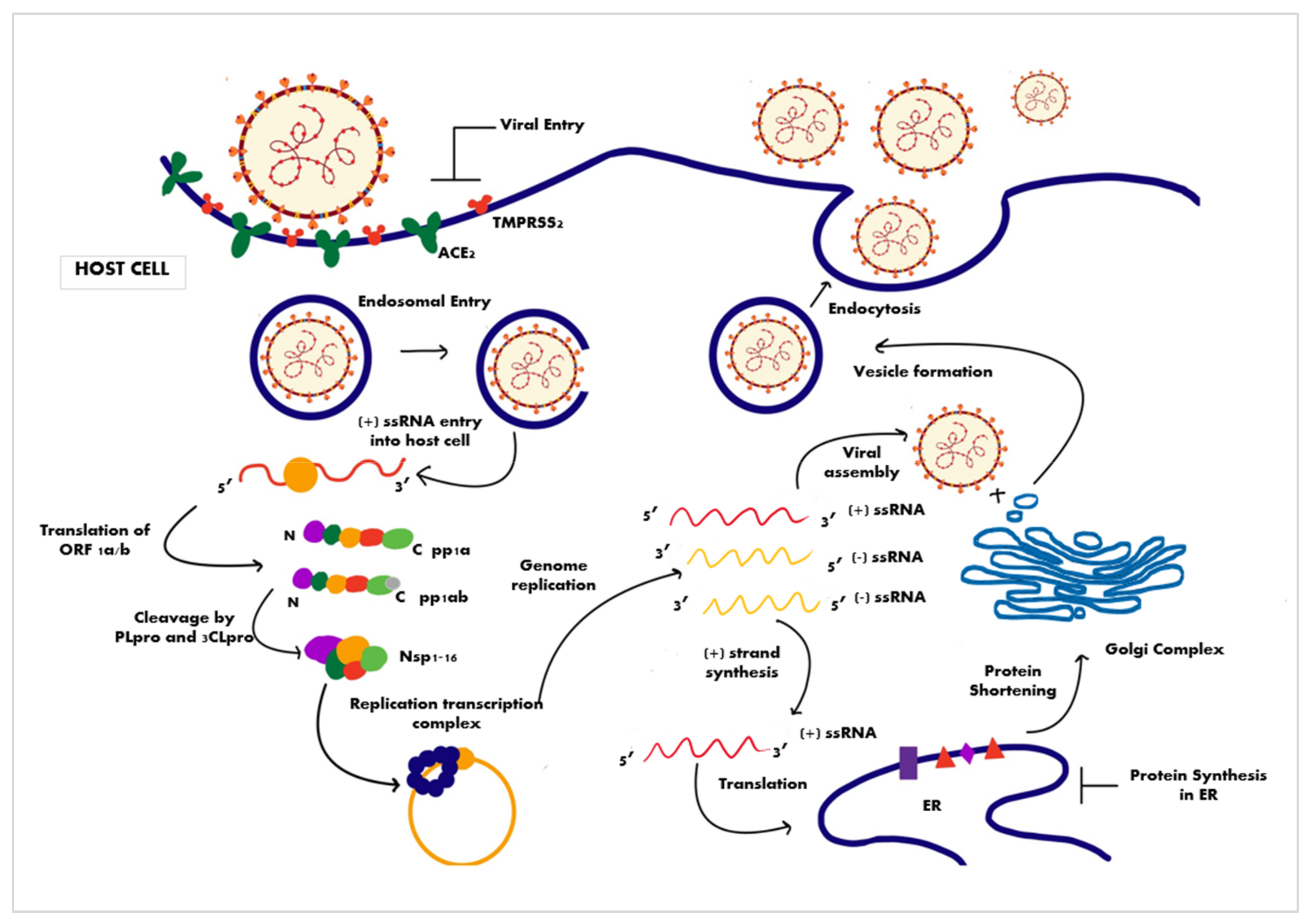 Ijms 22 11069 g005 550
