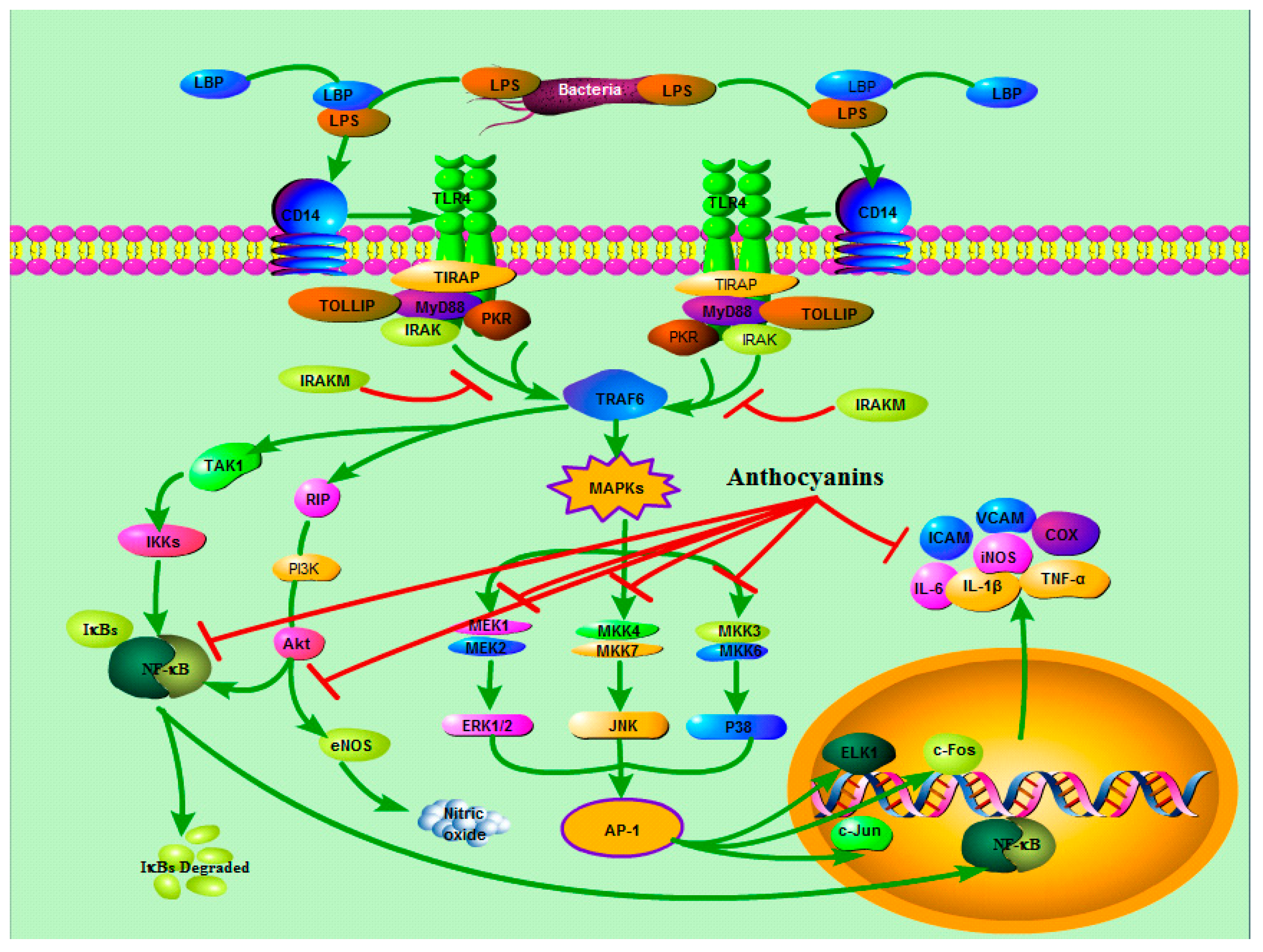 Ijms 22 11076 g003 550