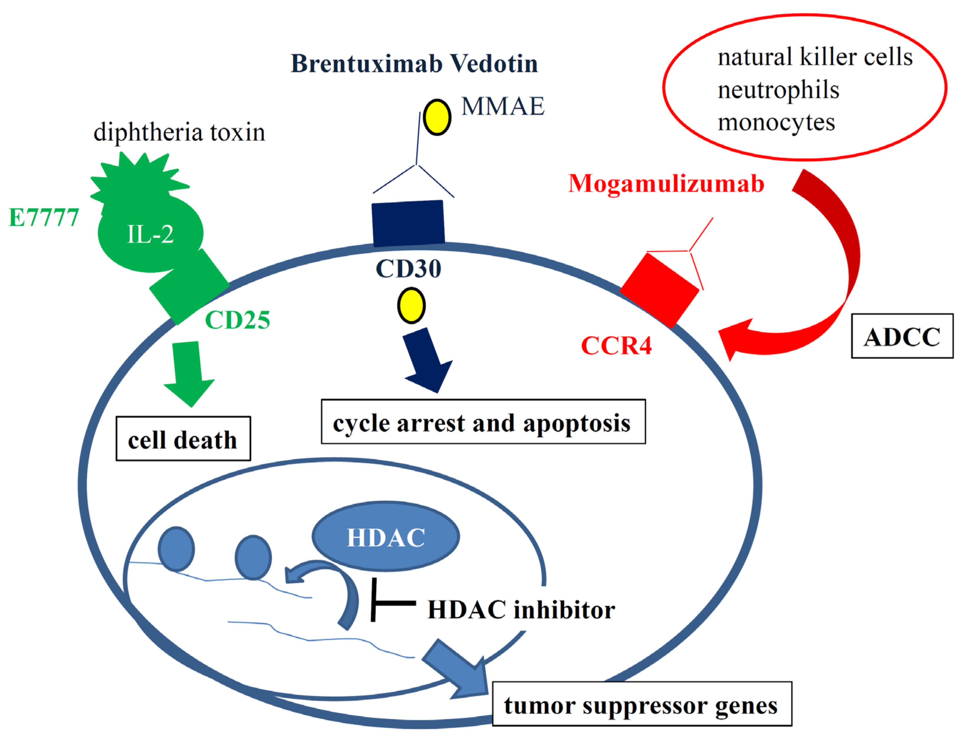 Ijms 22 11079 g001 550