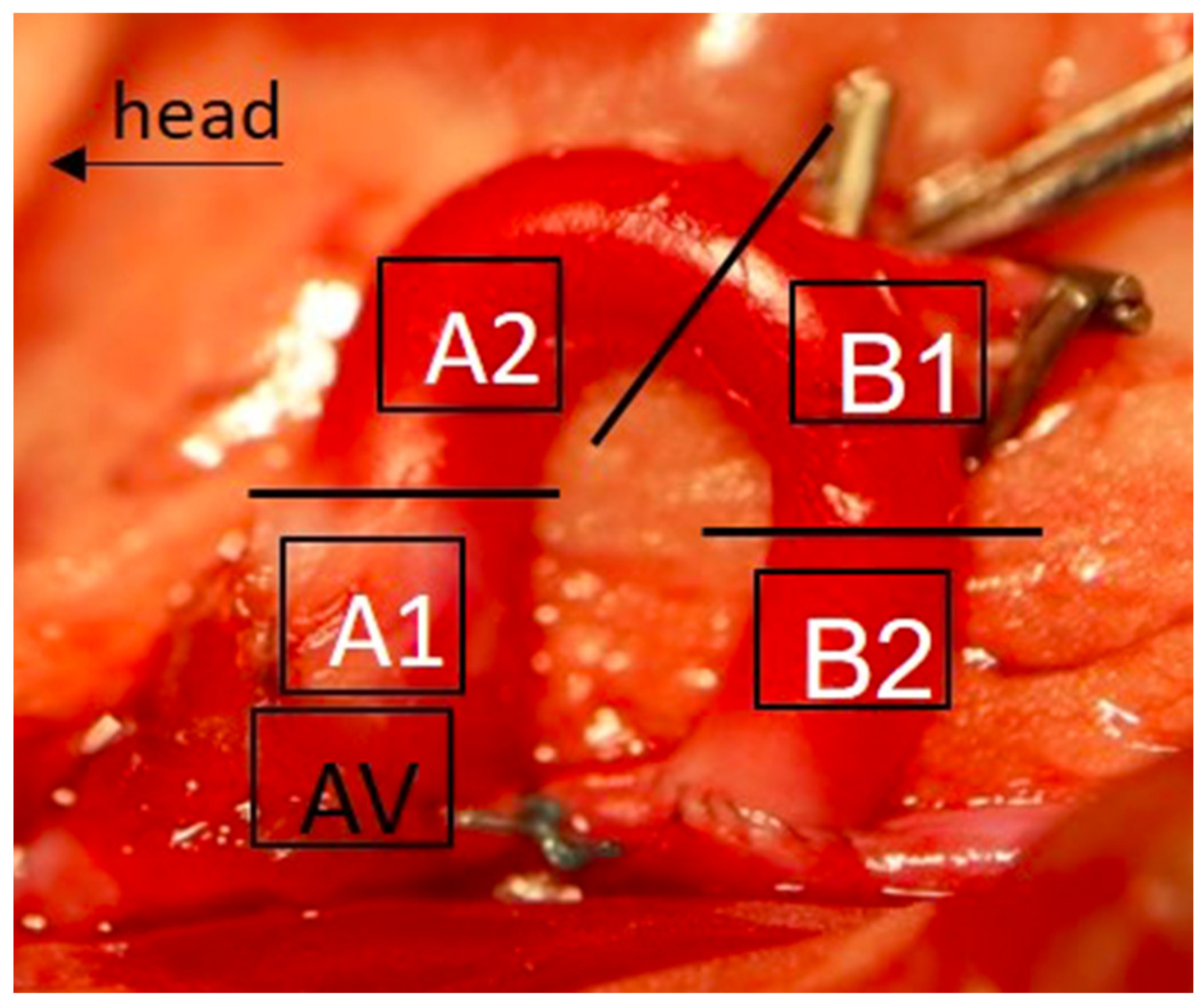 Ijms 22 11081 g002 550