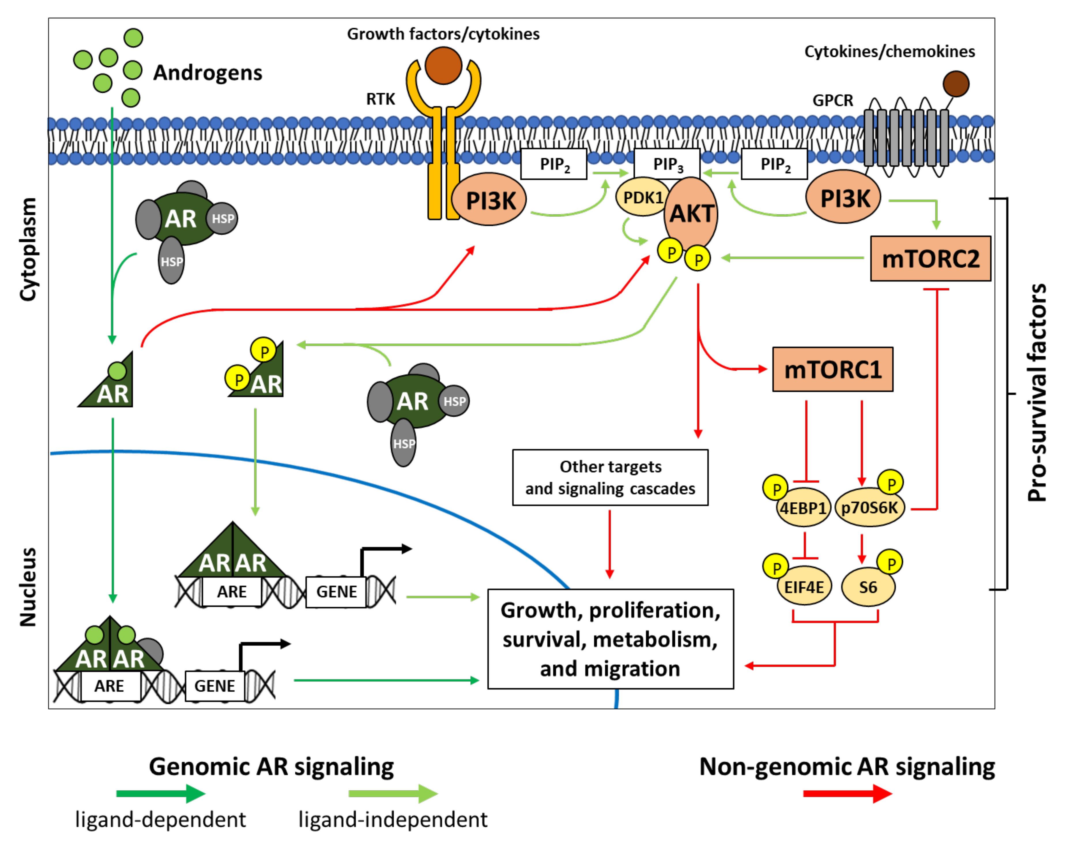 IJMS | Free Full-Text | Role of PI3K-AKT-mTOR Pathway as a Pro