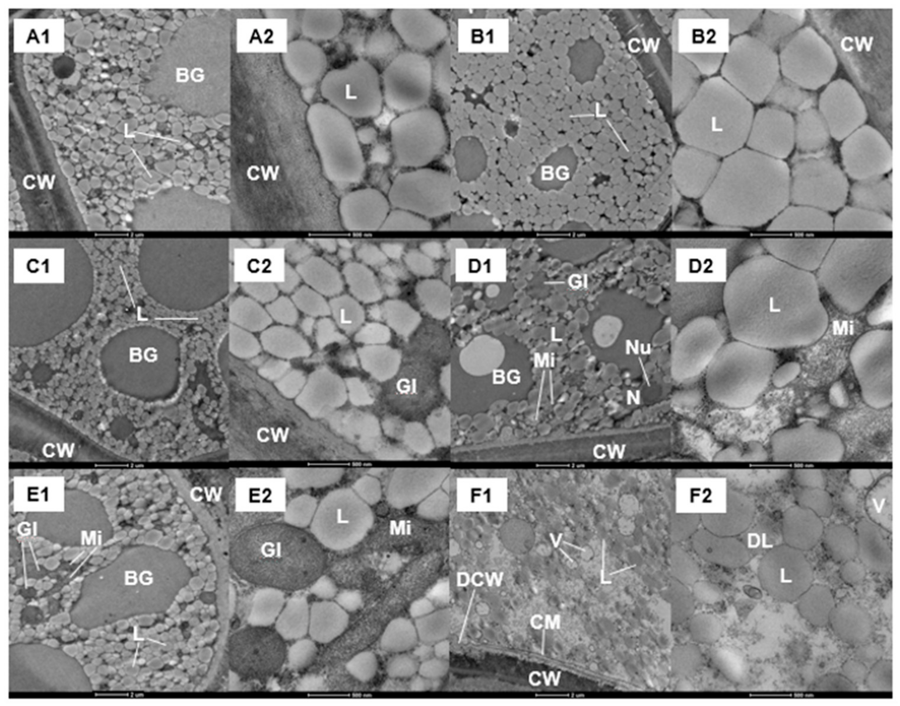 Ijms 22 11090 g003 550